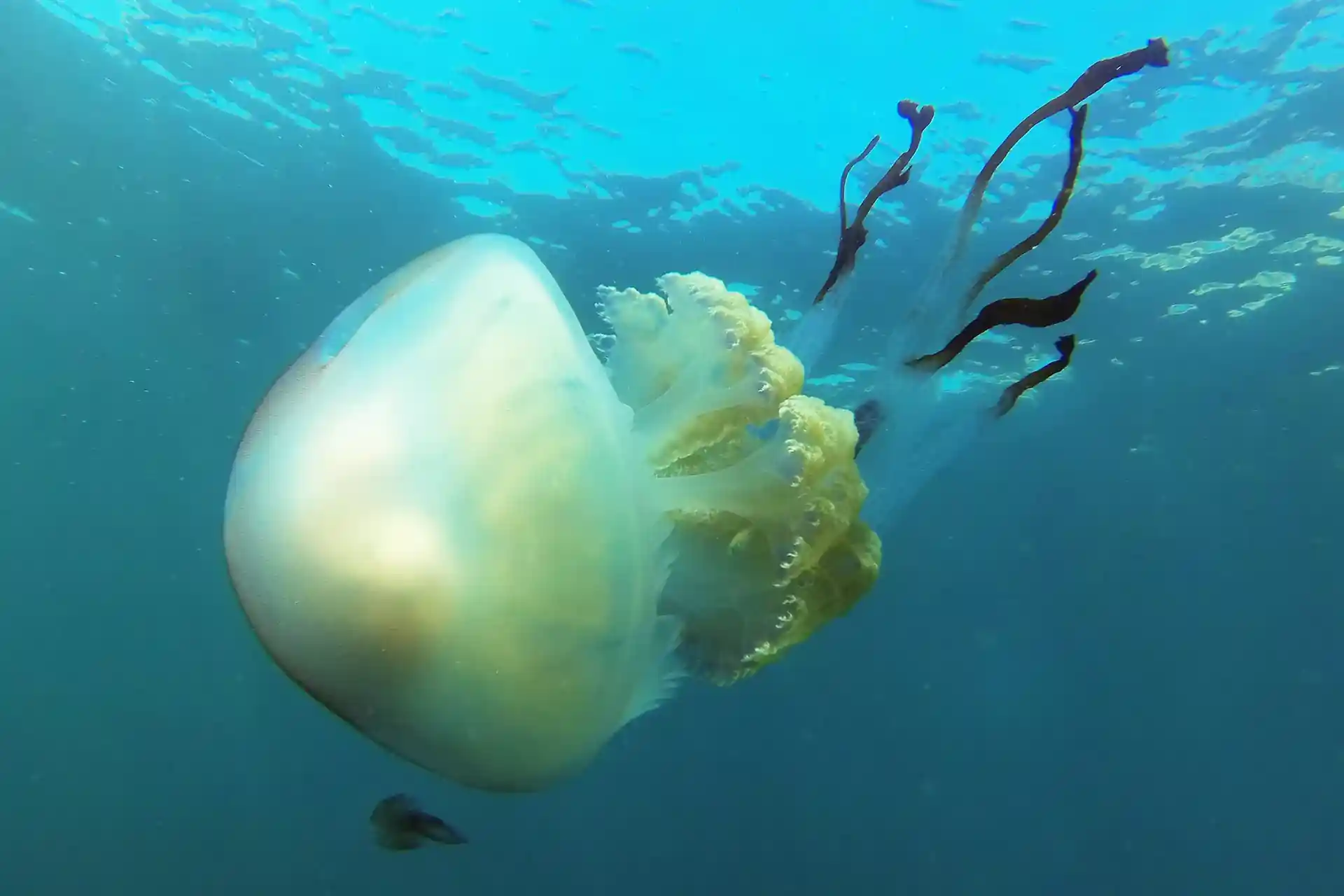 Dive site photo