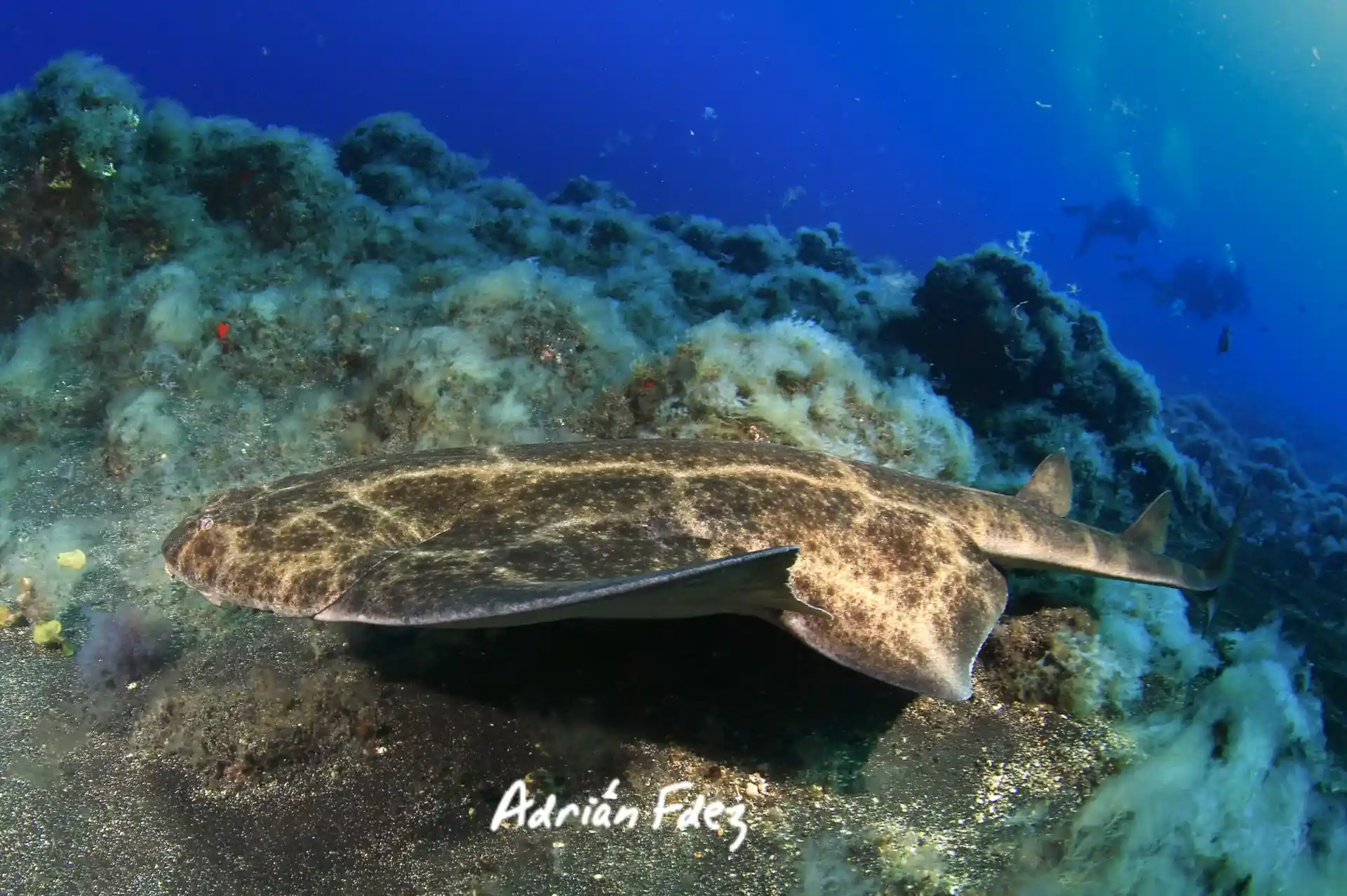 Dive site photo