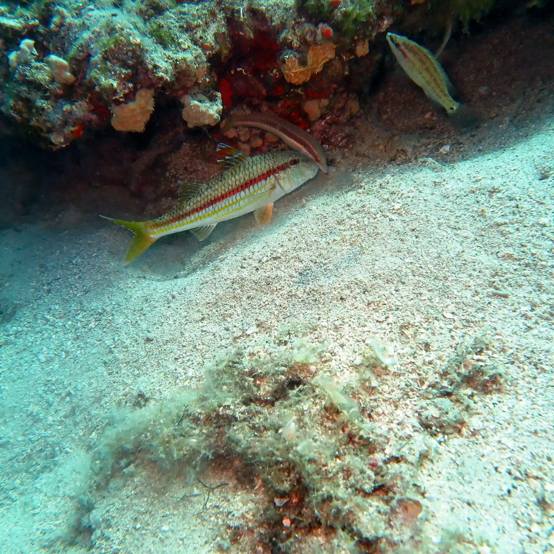 Photo du site de plongée