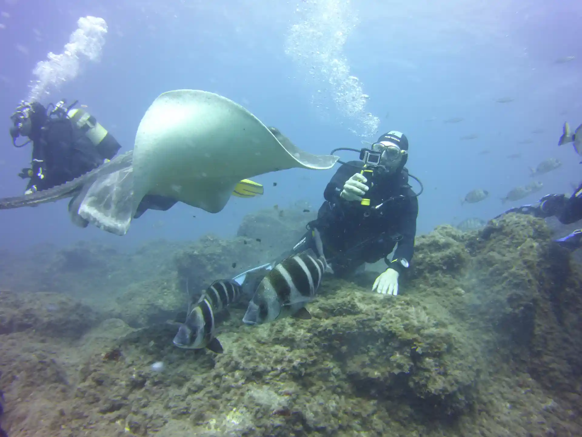 Dive with stingrays in the aquarium