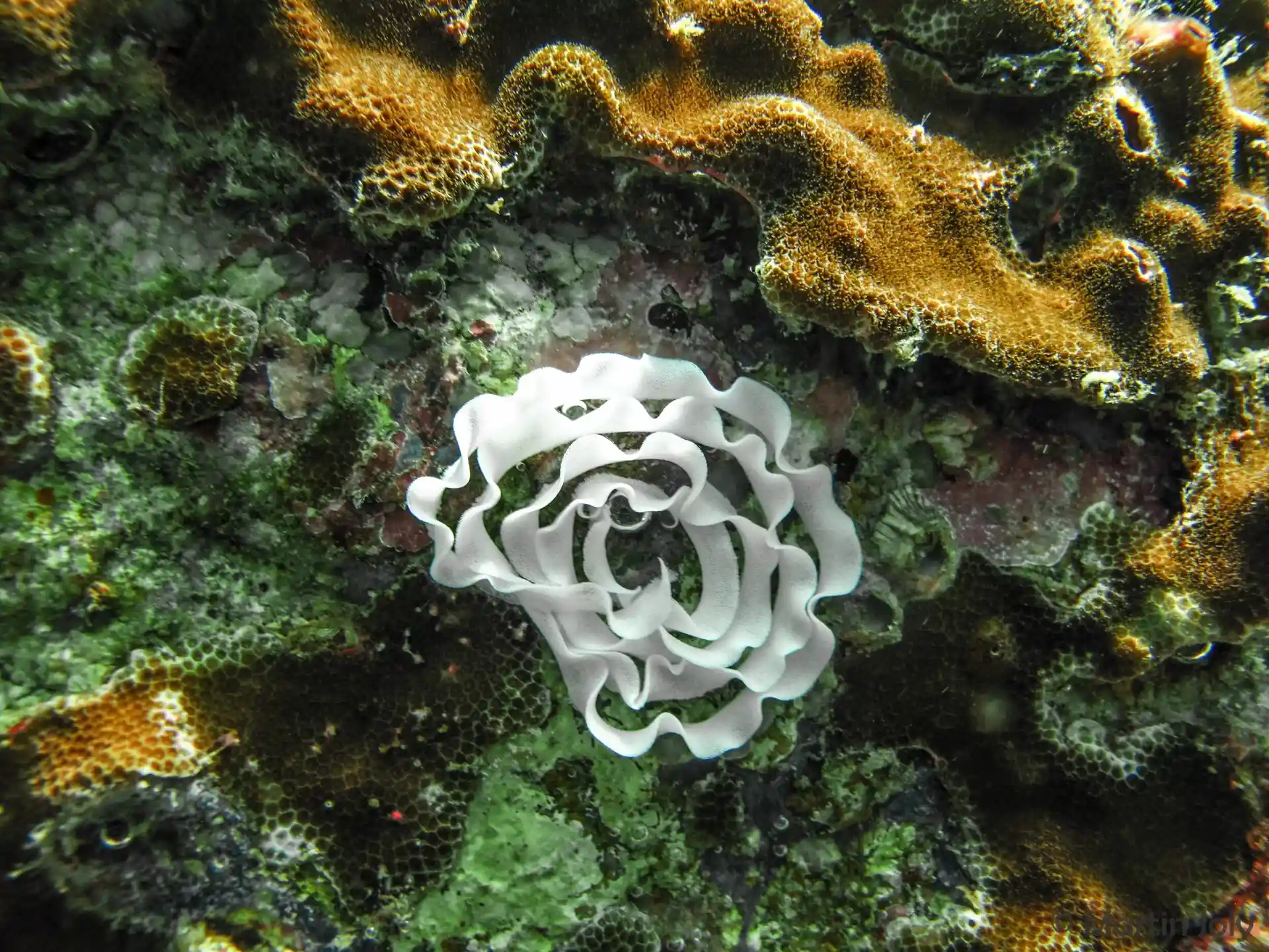 Foto van de duiklocatie