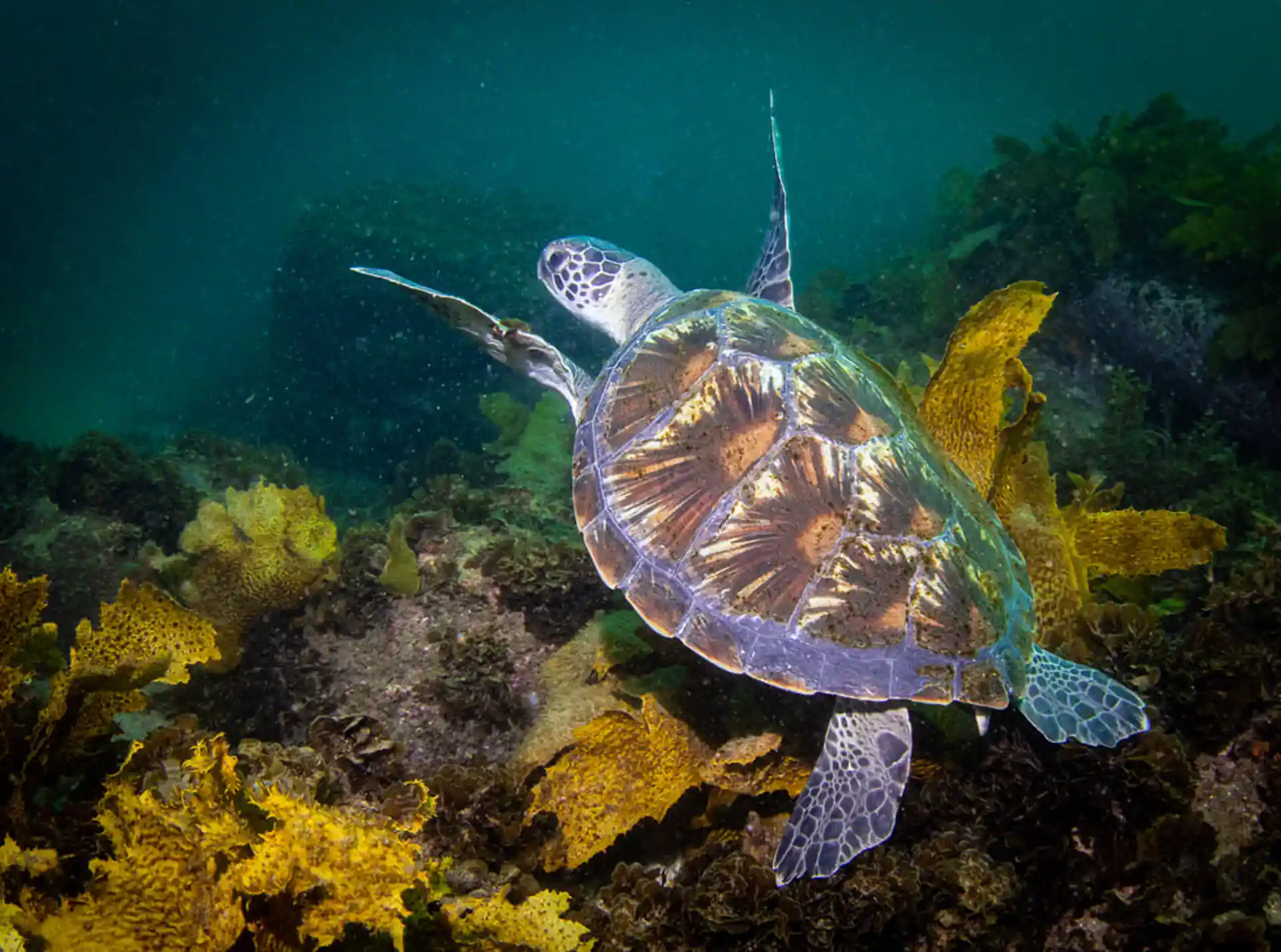 Dive site photo