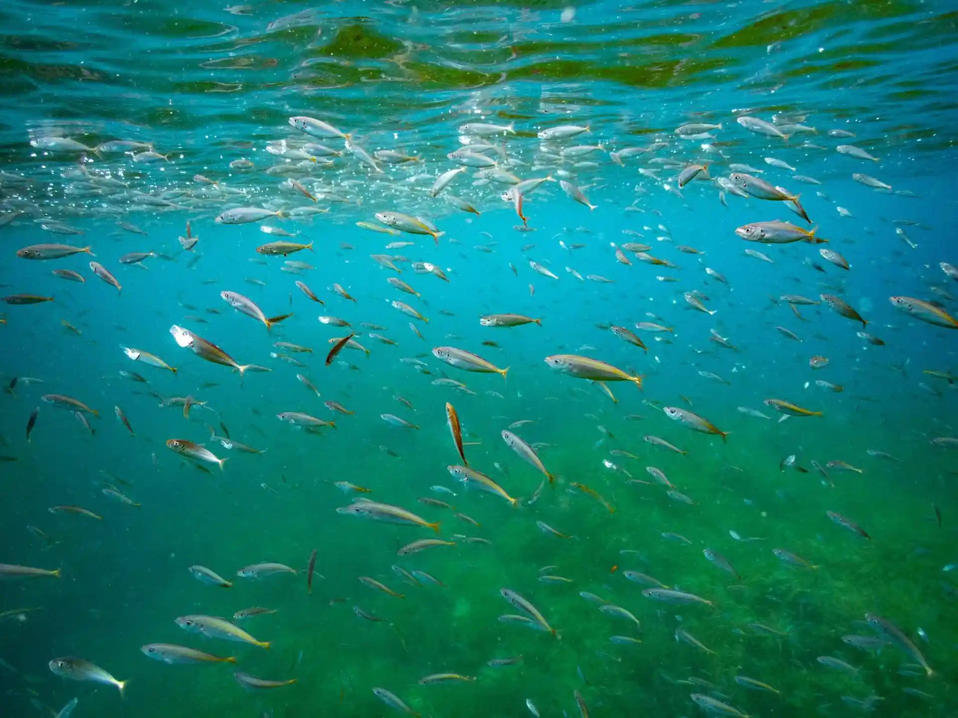Dive site photo