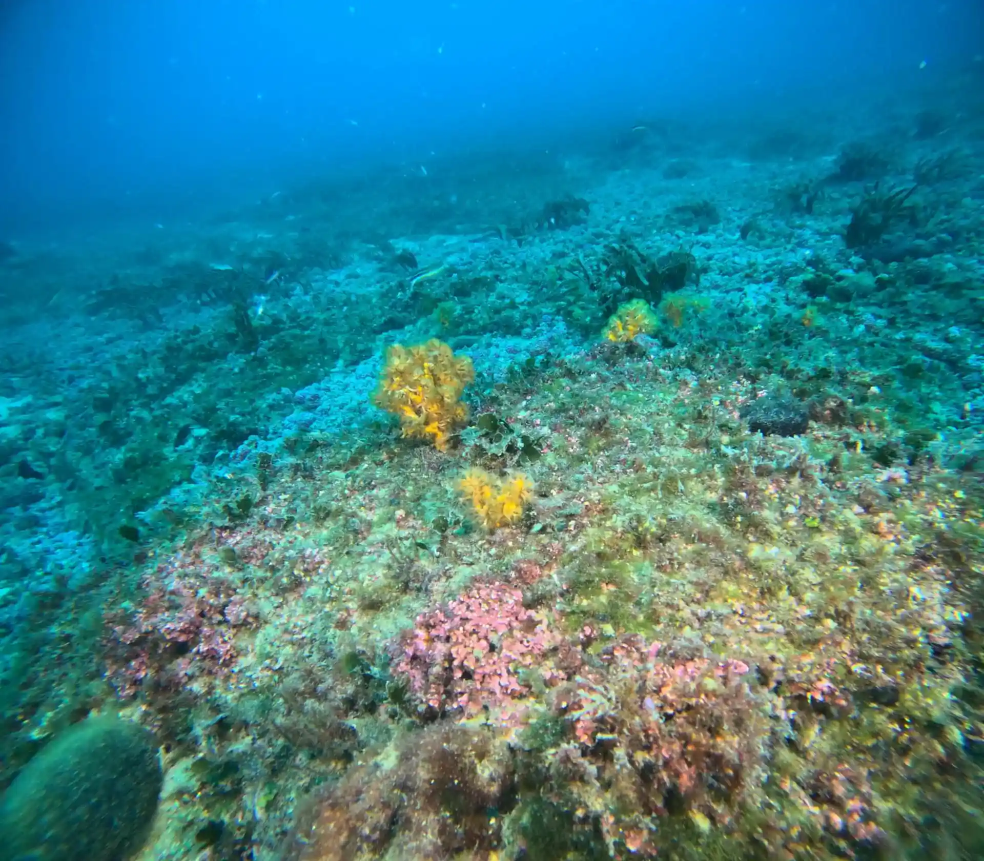 Dive site photo