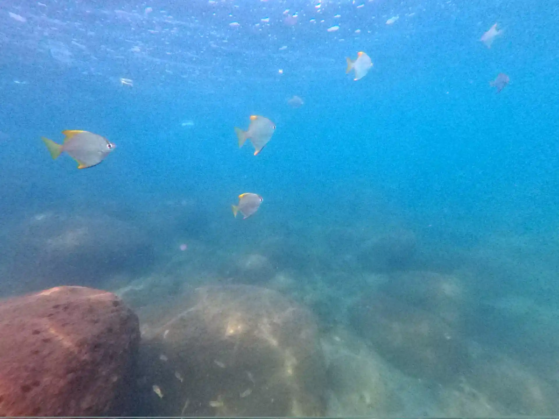 Photo du site de plongée