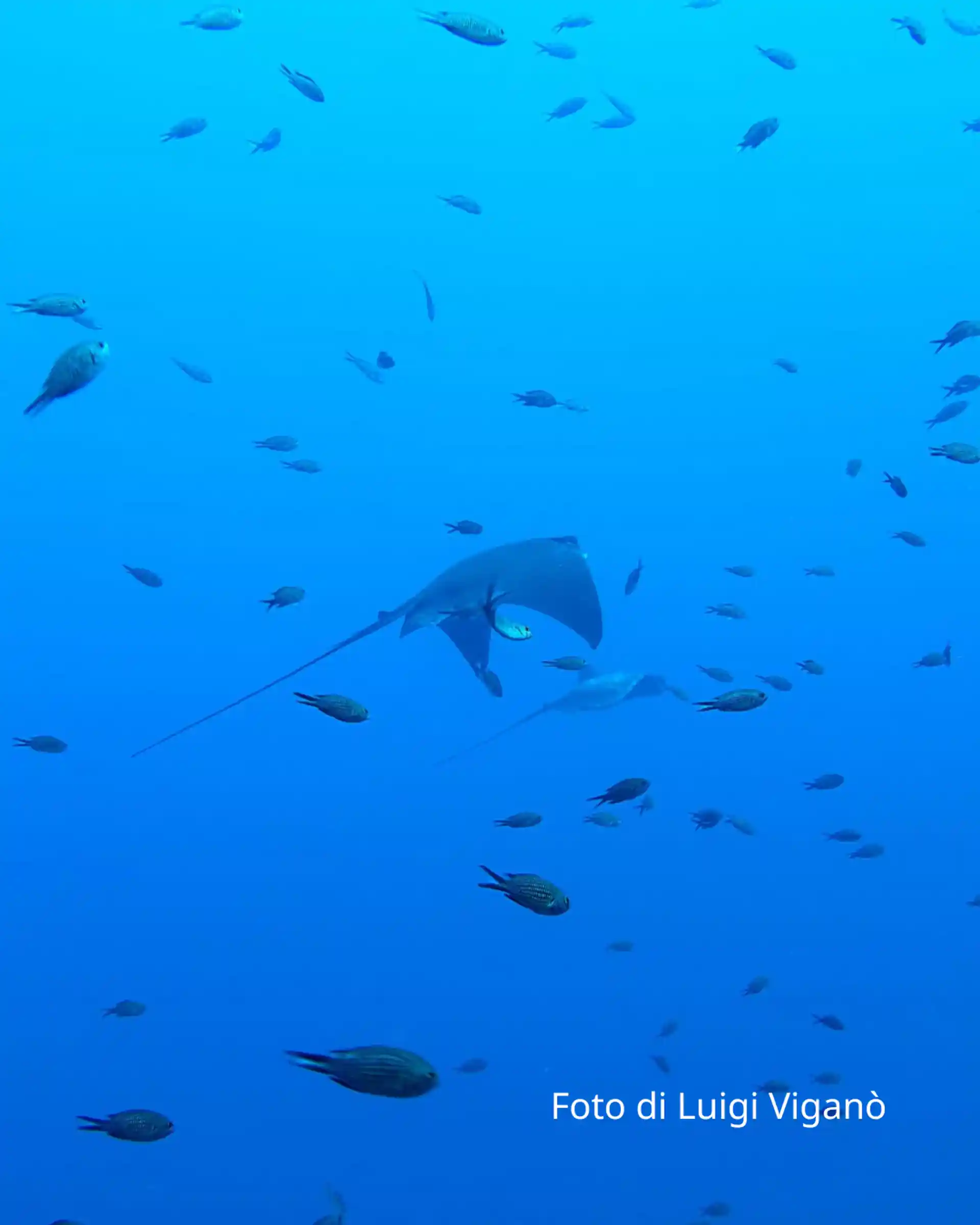 Un esemplare di aquila di mare, frequente incontro estivo