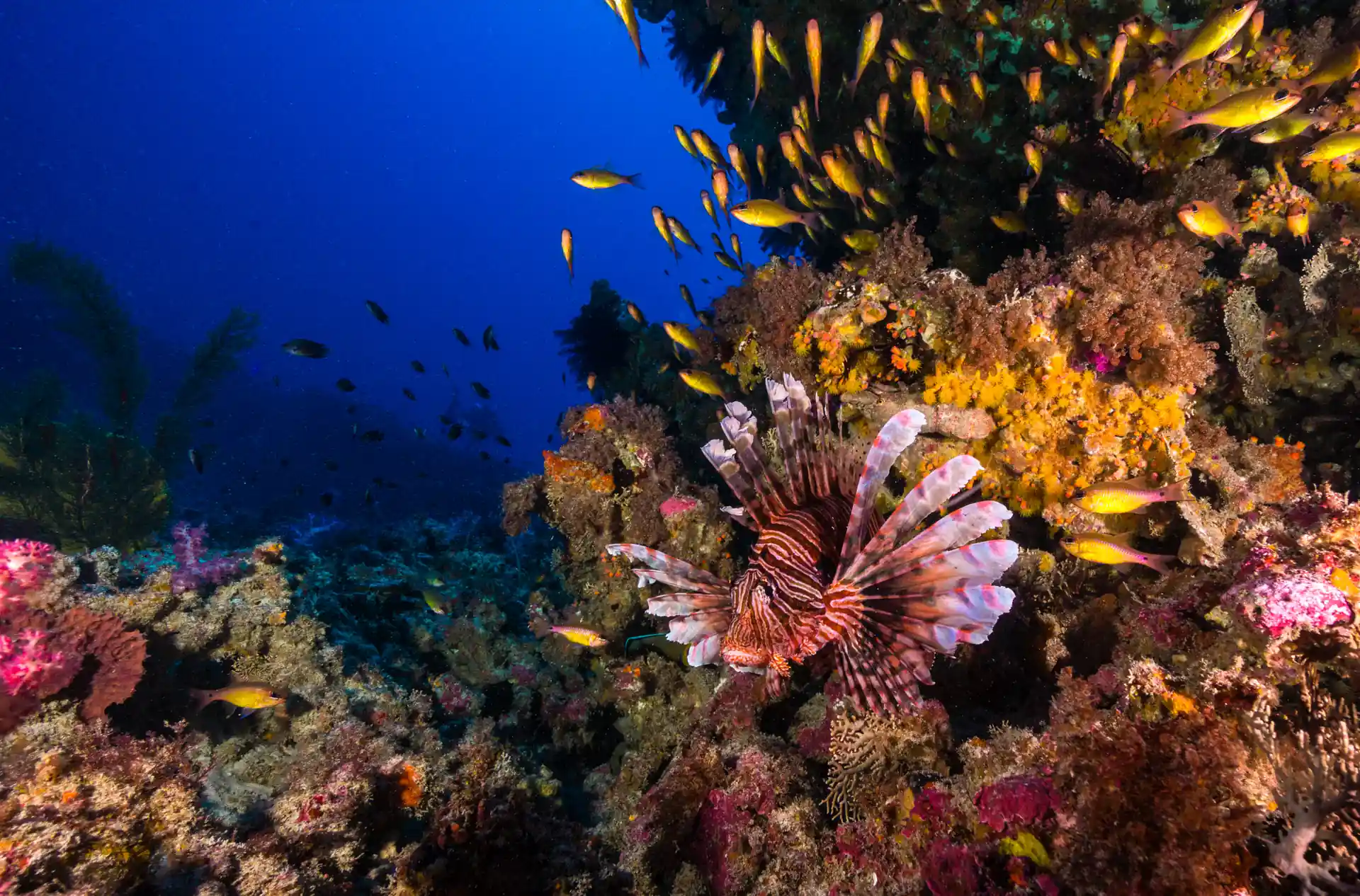 Dive shop photo