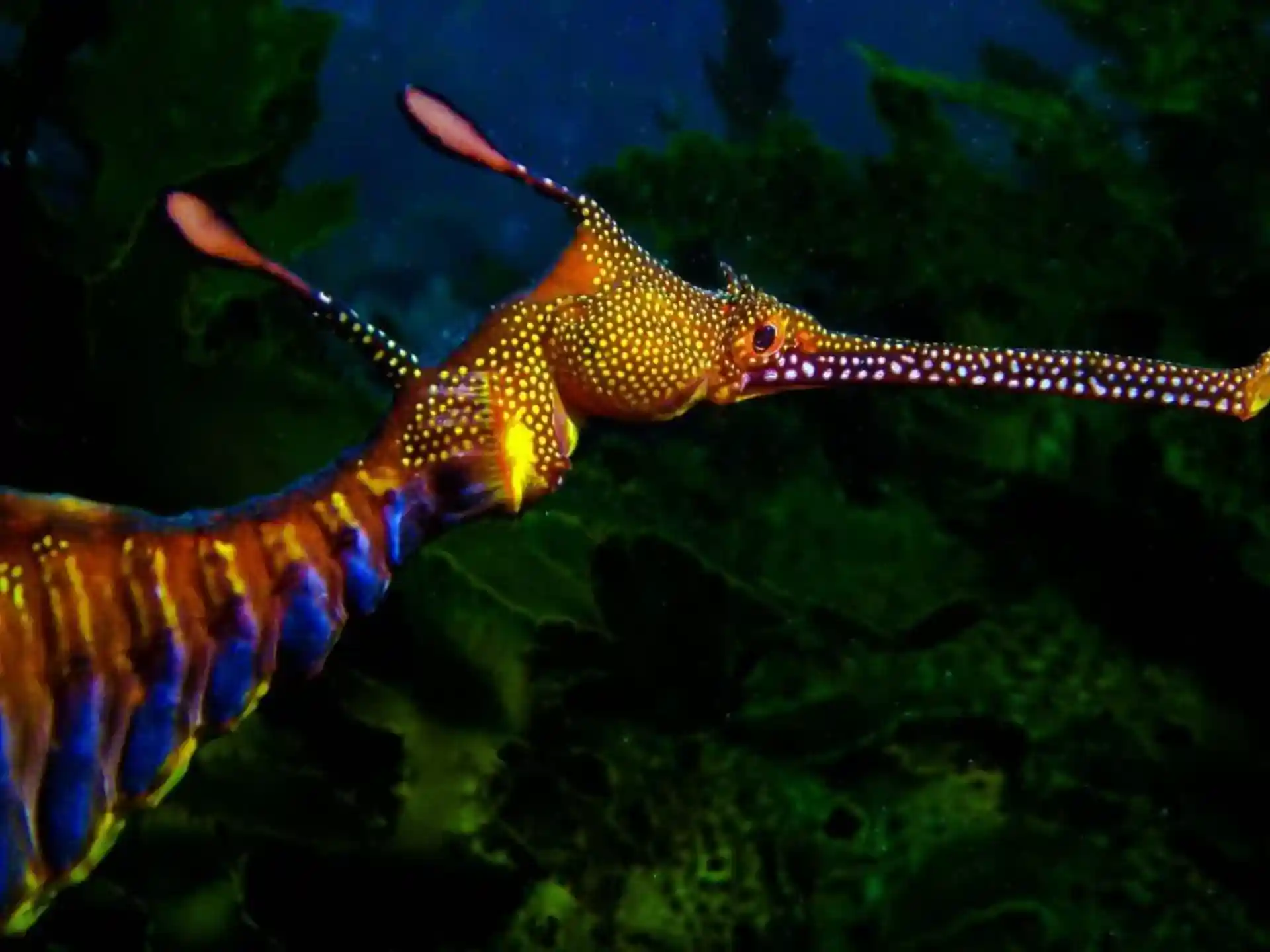 Dive site photo