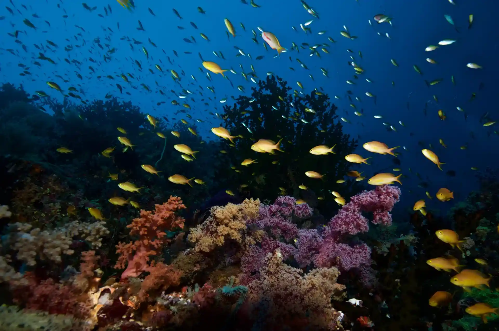 Dive site photo