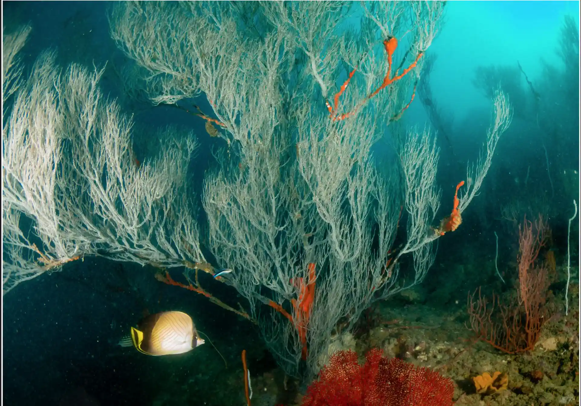 Dive site photo