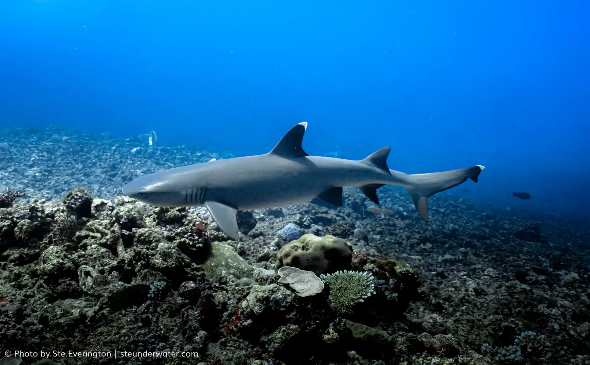 White Tip reef sharks are the reef's main predator.