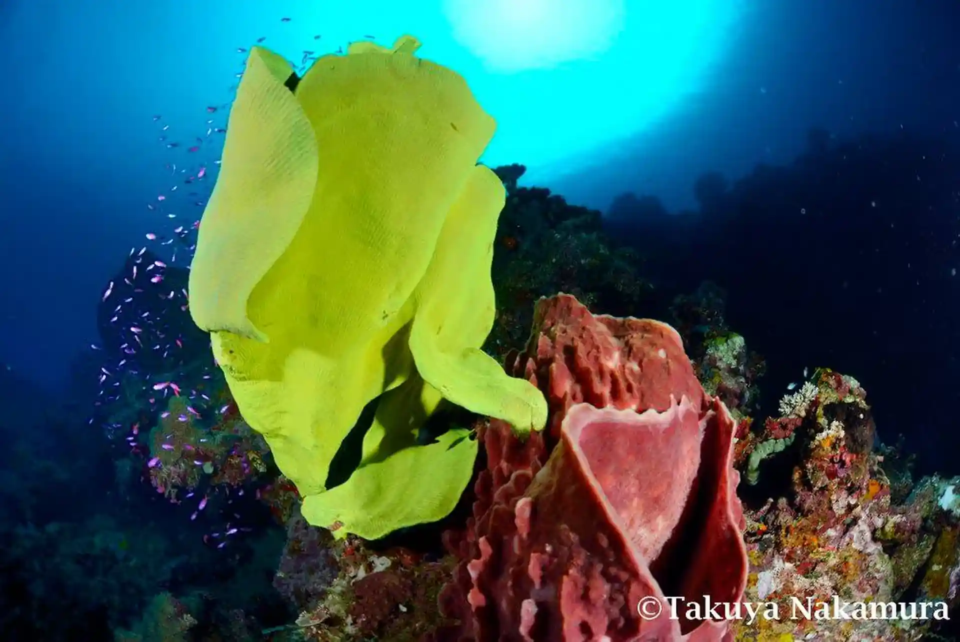 Dive site photo