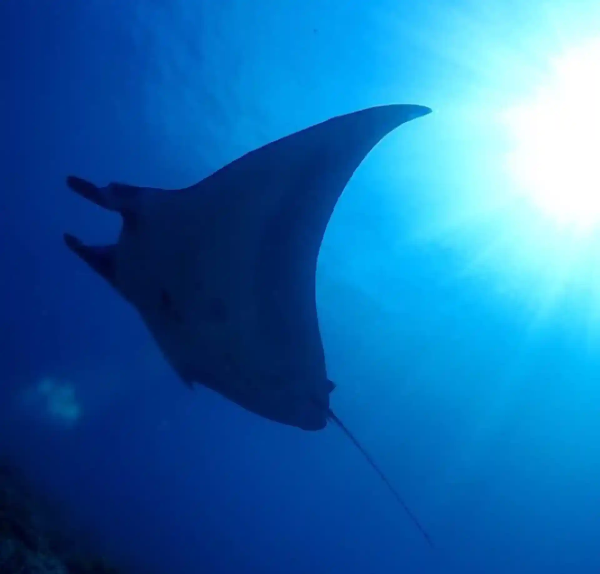 Dive shop photo