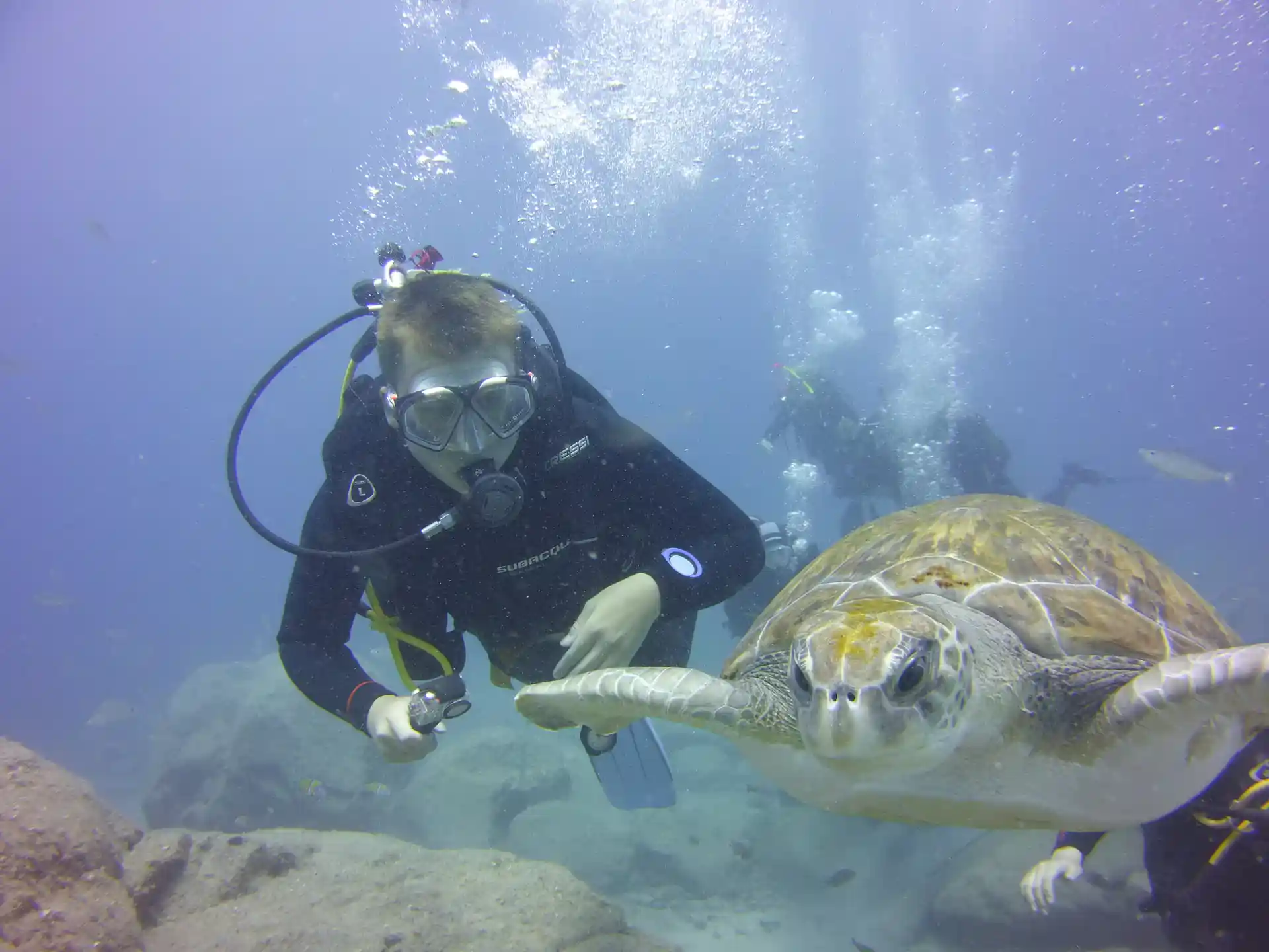 Dive with turtles