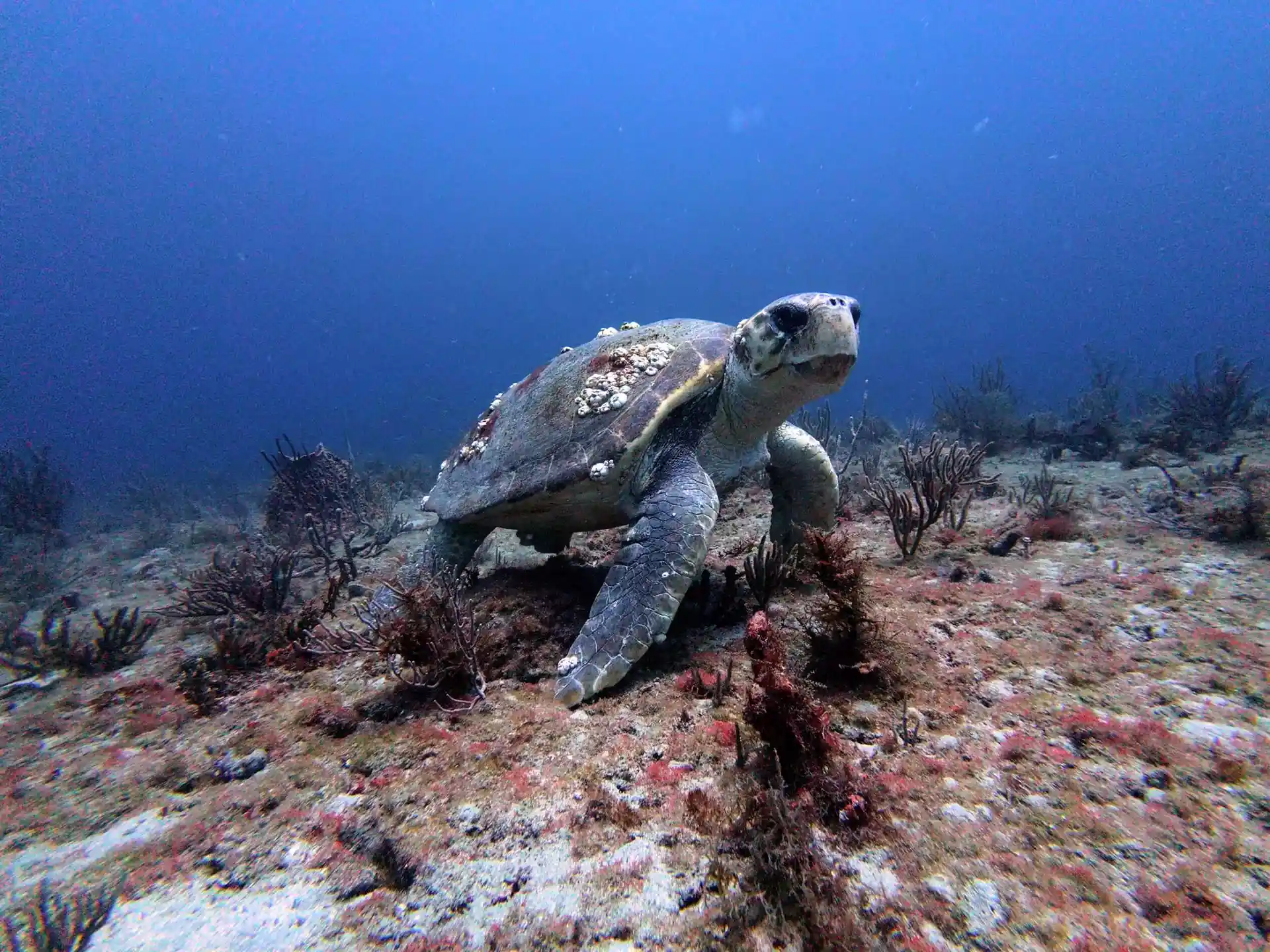 Dive site photo