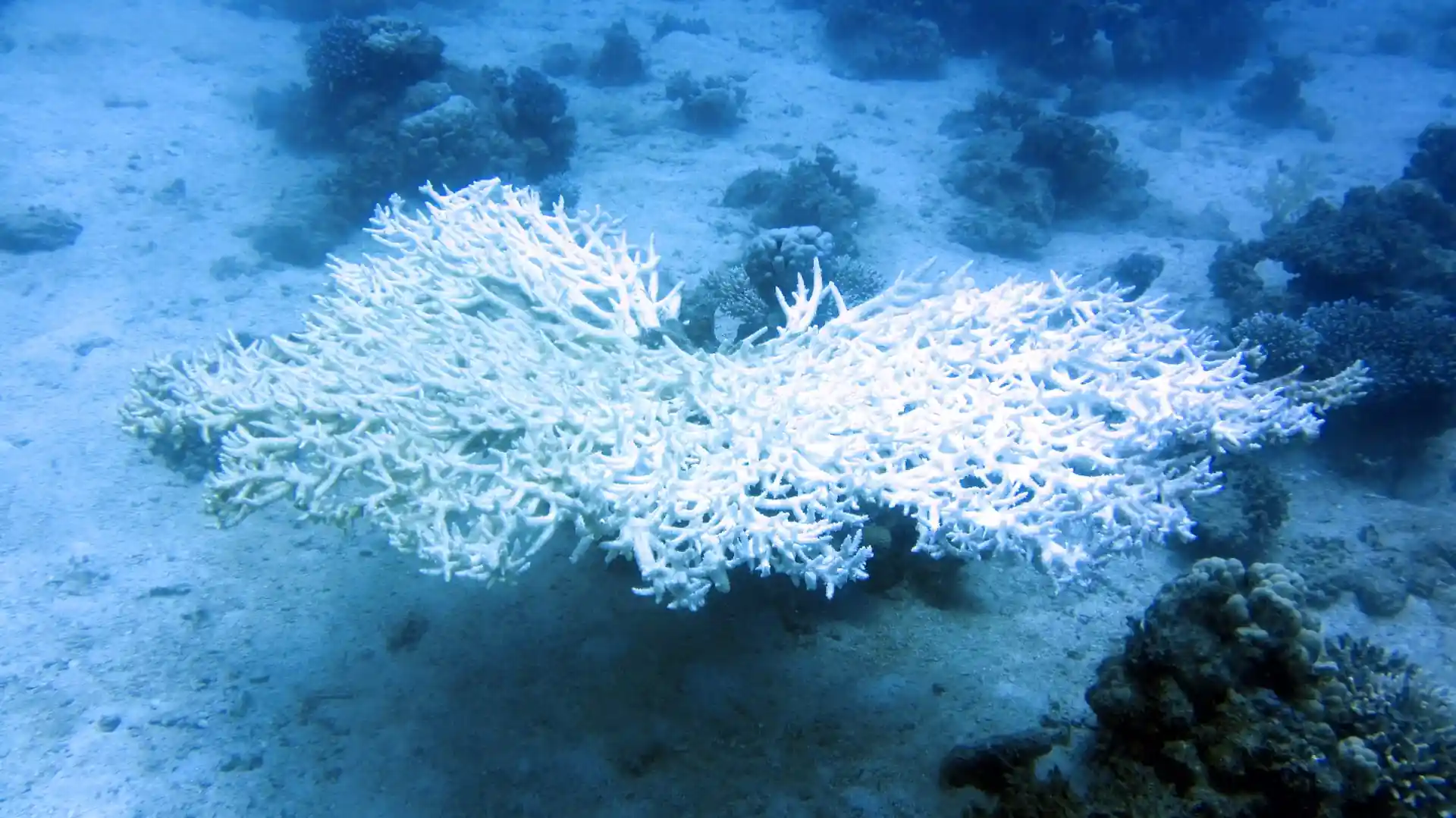 Dive site photo