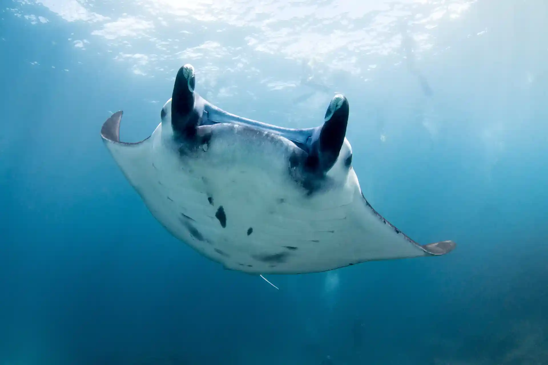 Manta Ray at Manta Point, Nusa Penida