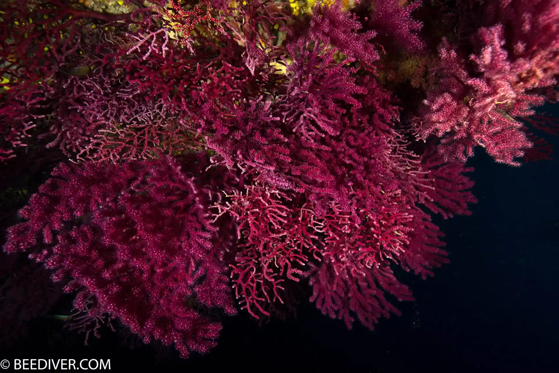 Dive site photo