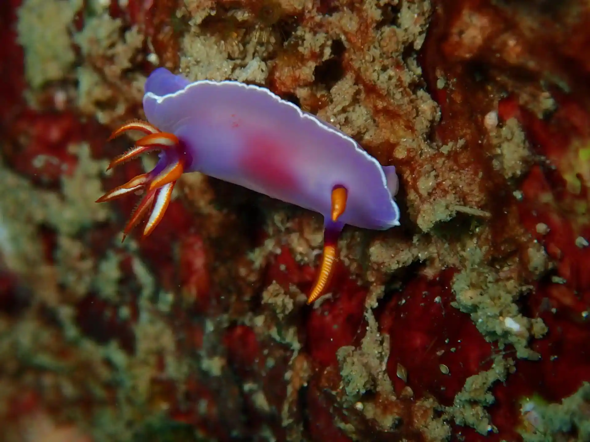 Dive site photo