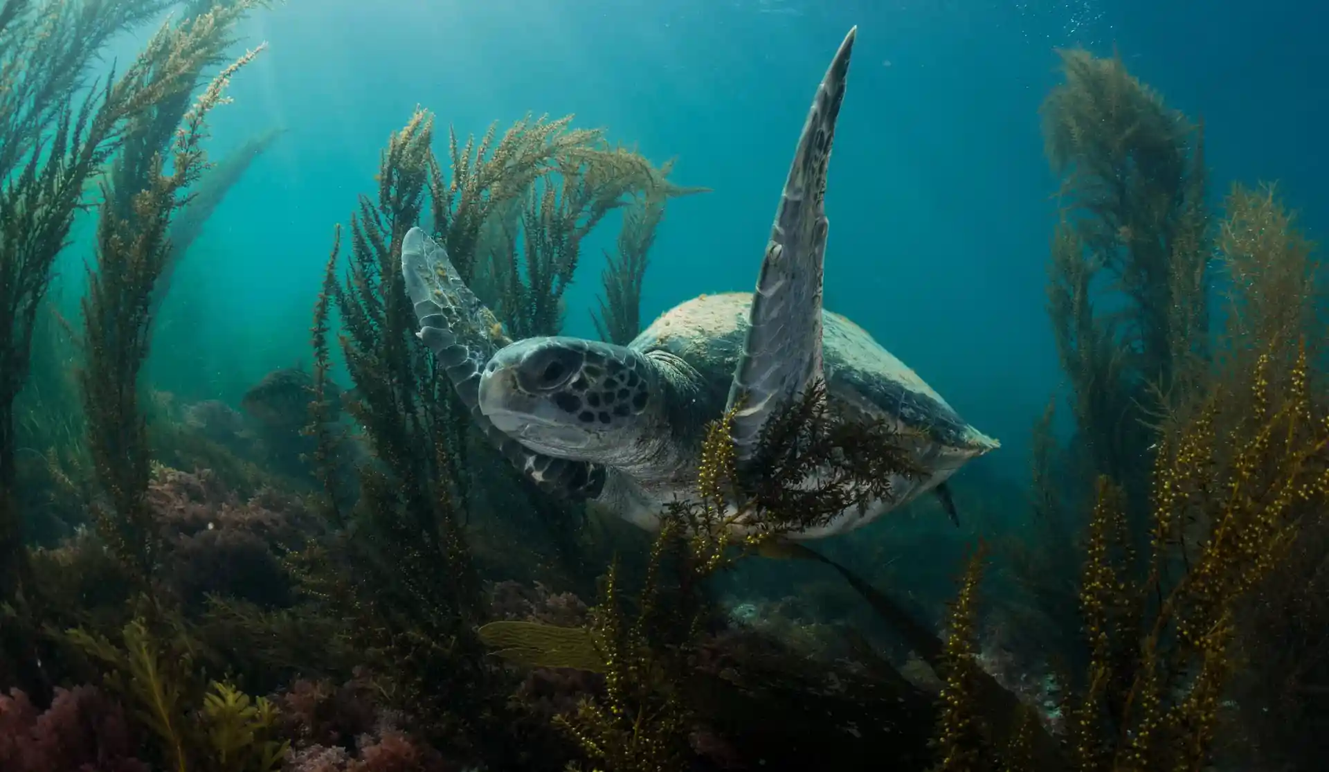 Dive site photo