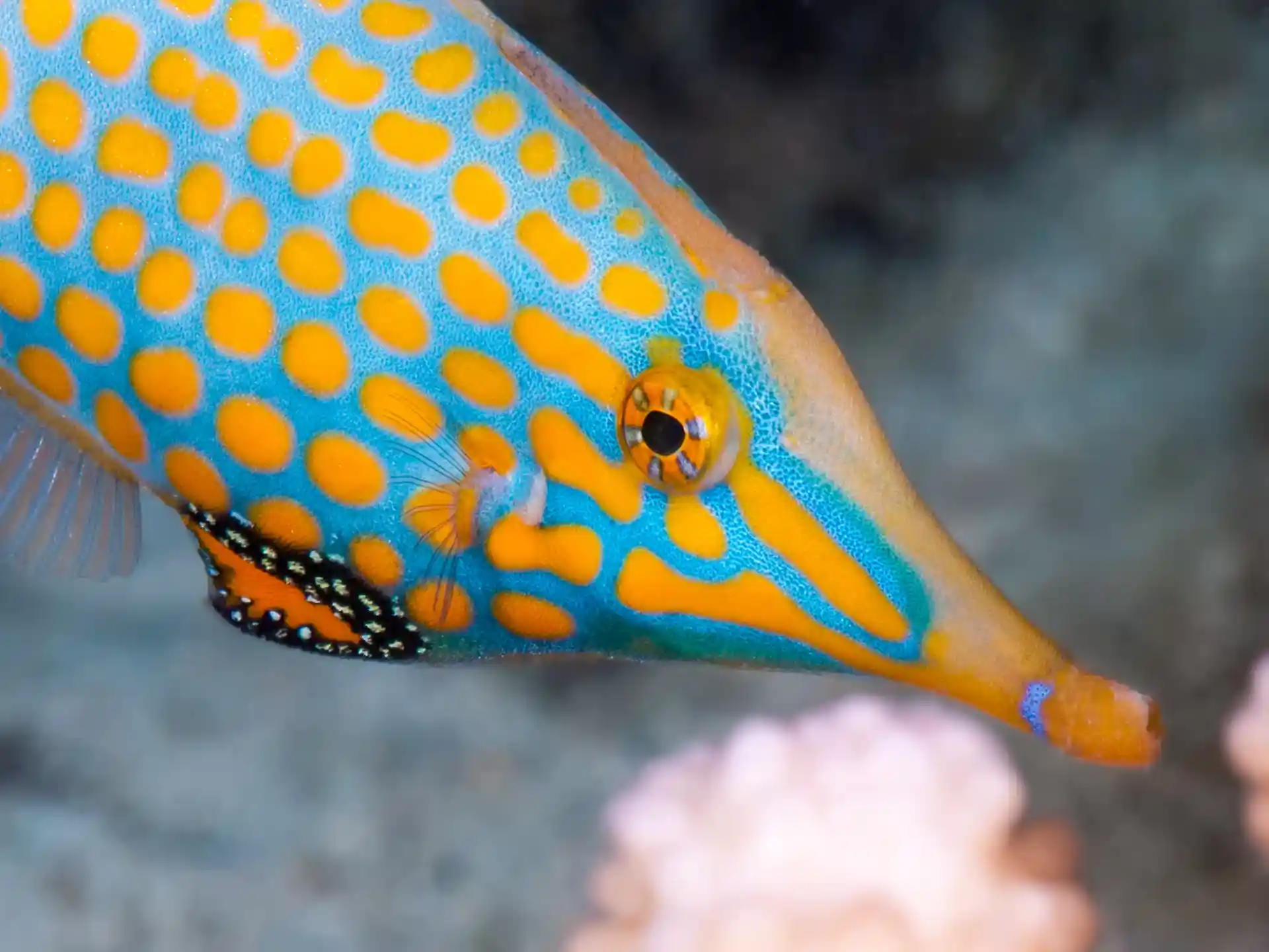 Dive shop photo