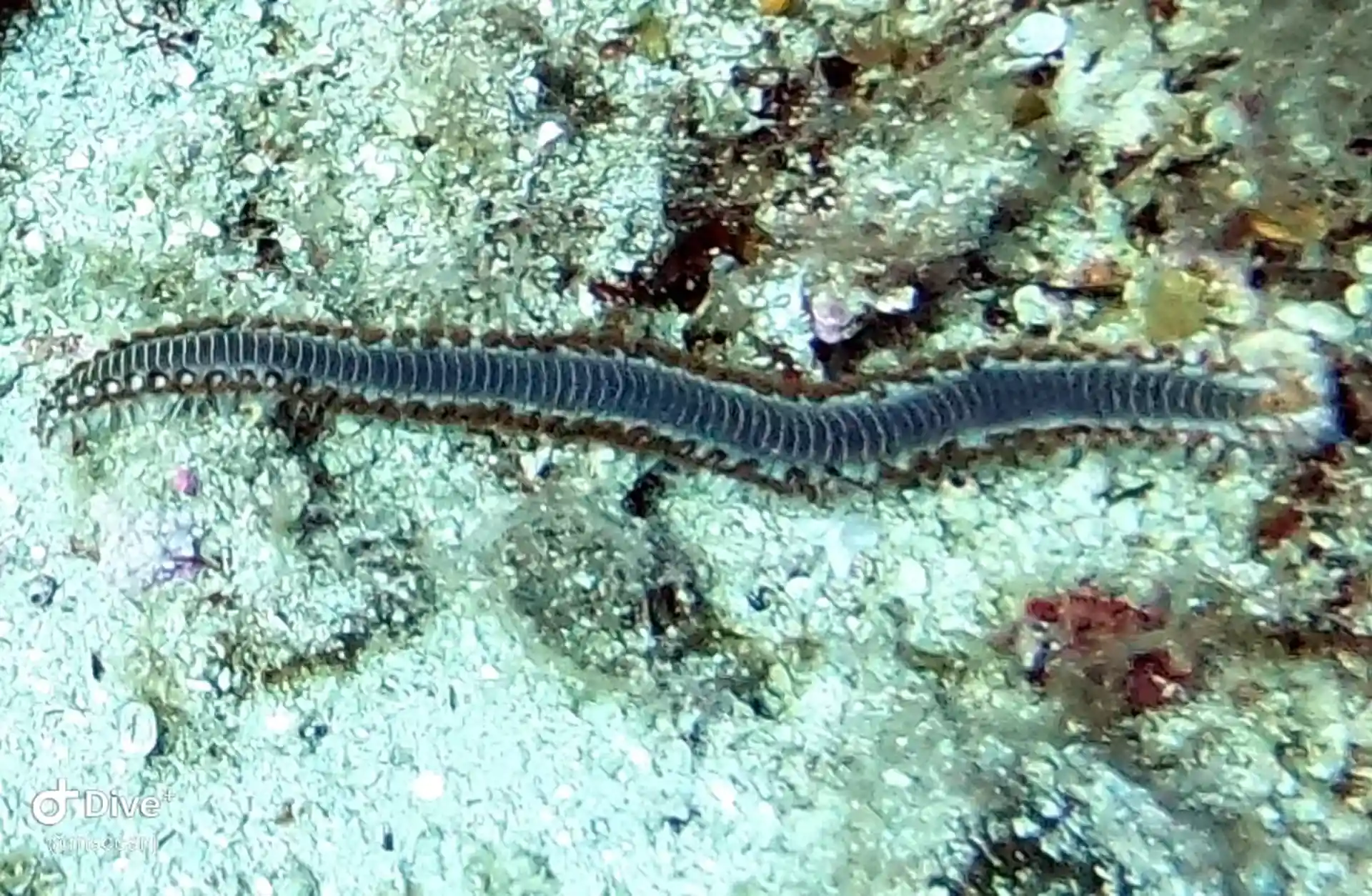 Dive site photo