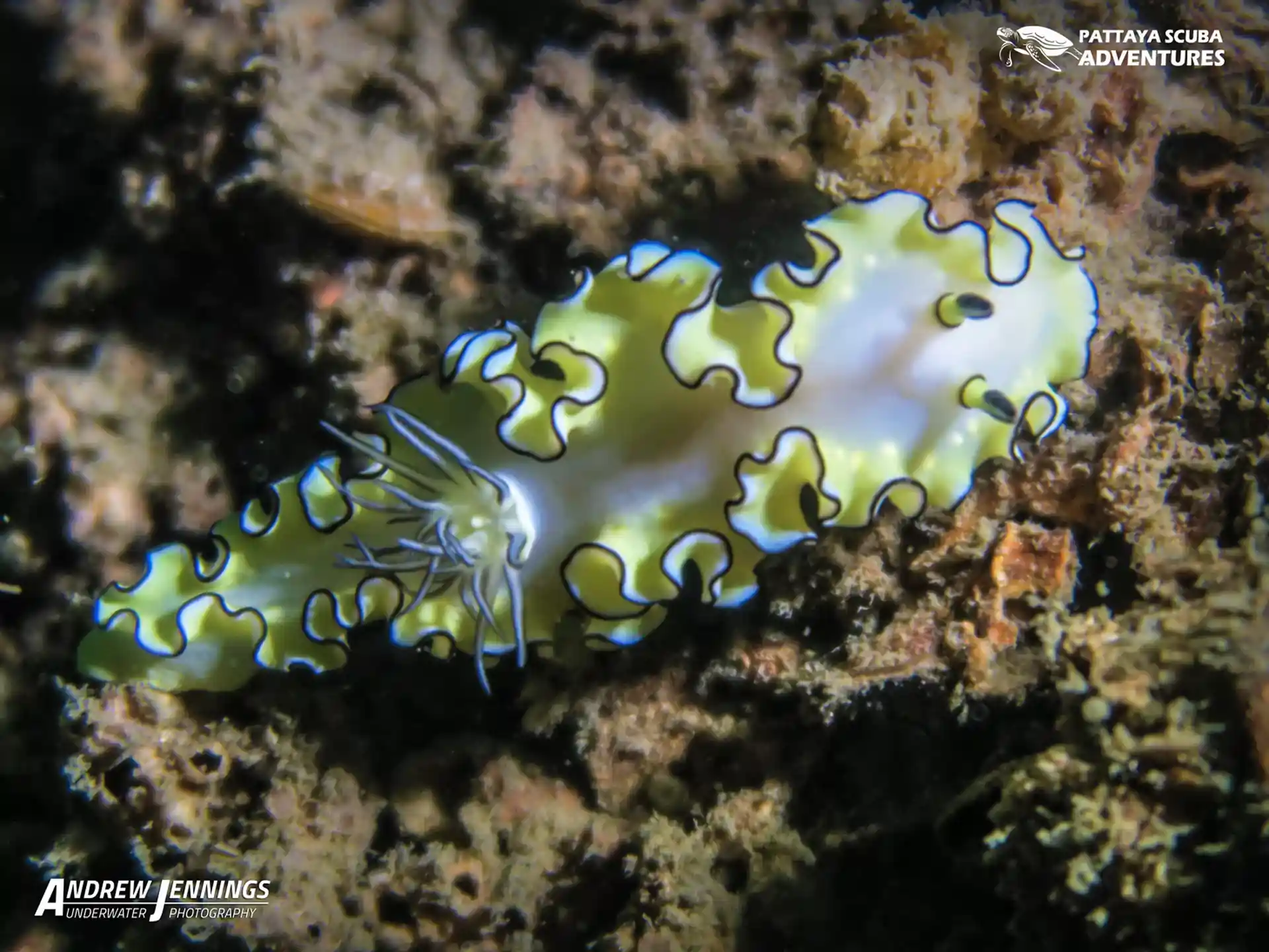 다이빙 포인트 사진