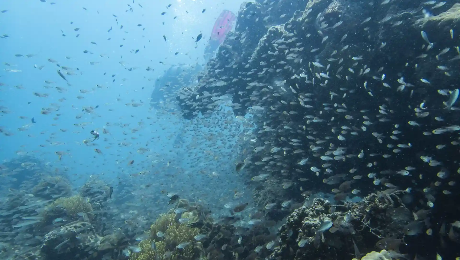 Photo du site de plongée