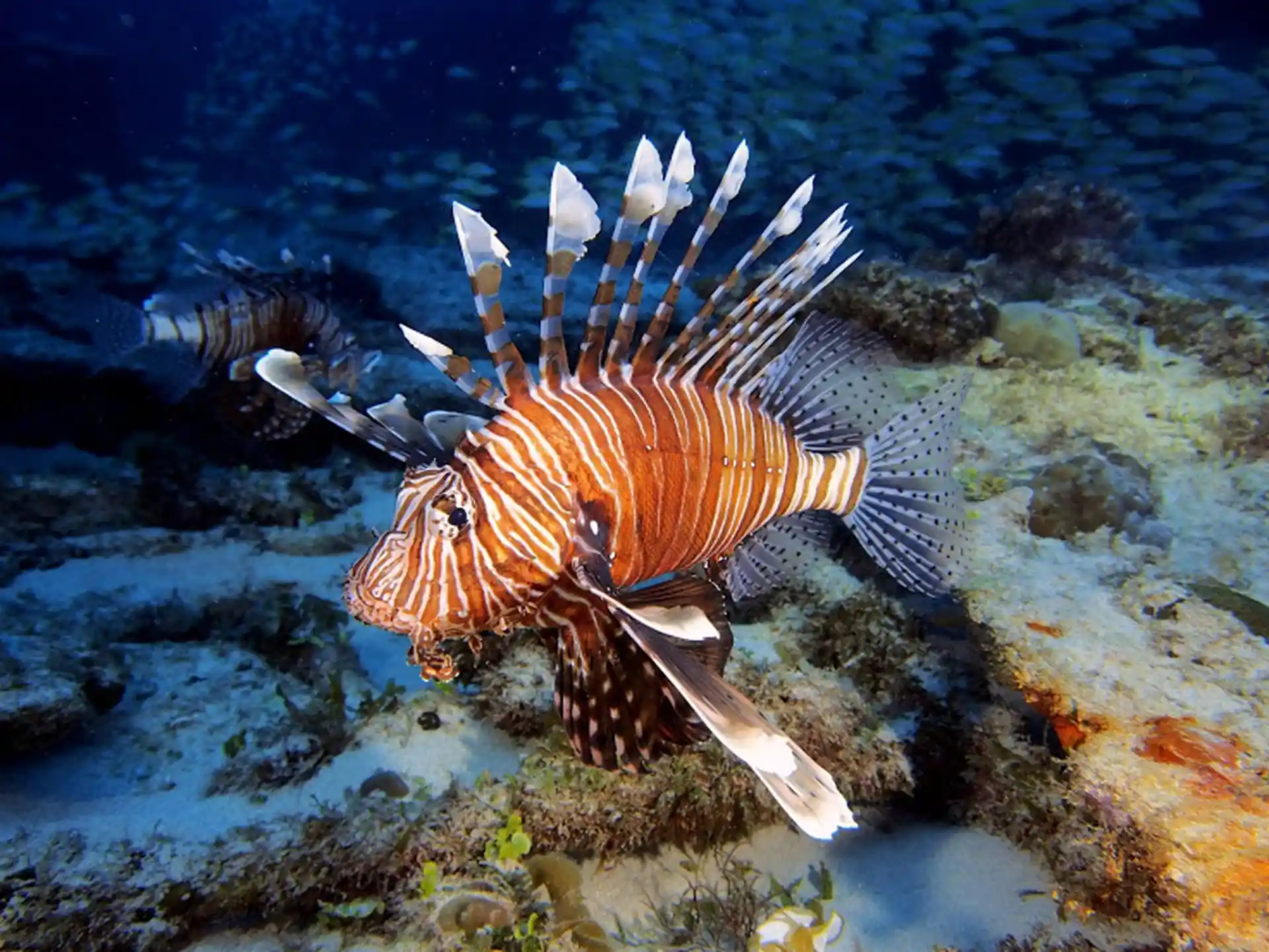 Dive shop photo