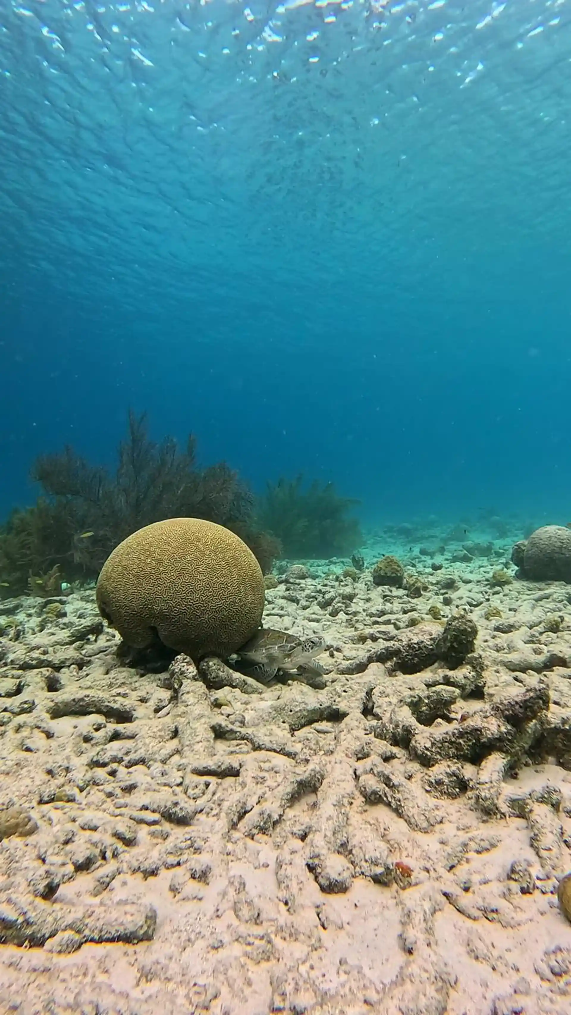 다이빙 포인트 사진