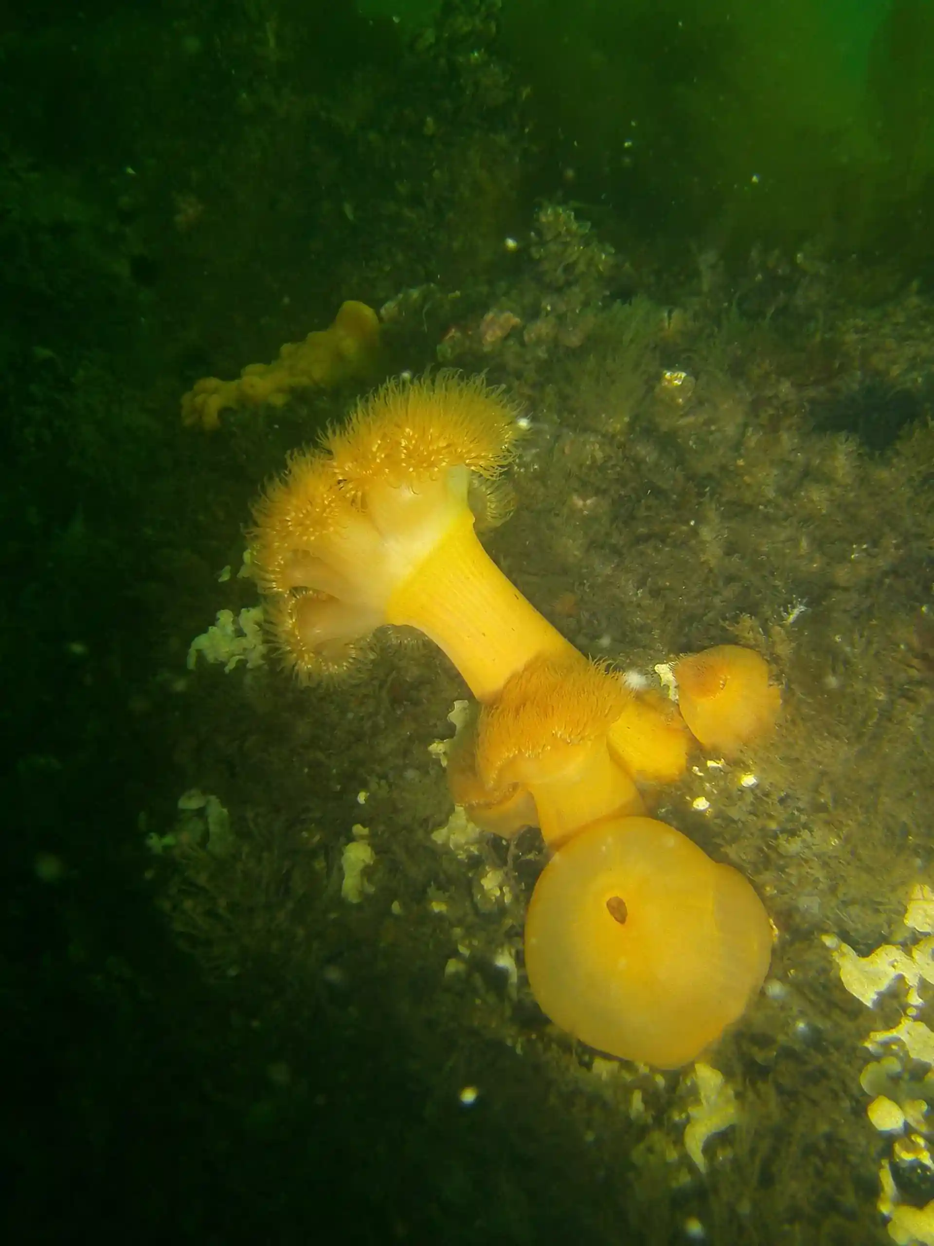 Dive site photo