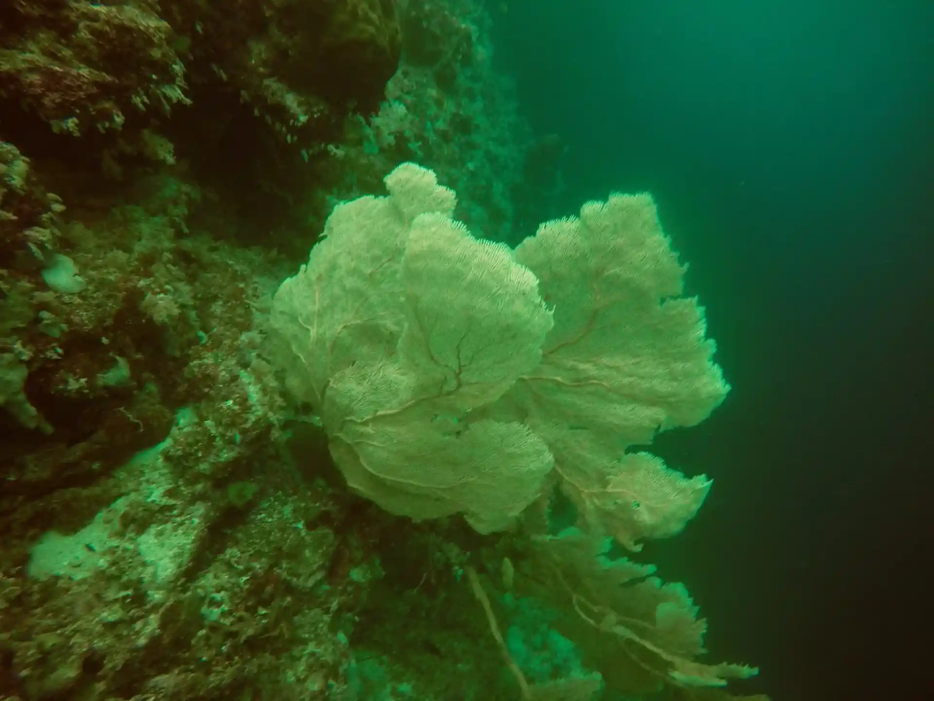 Dive site photo