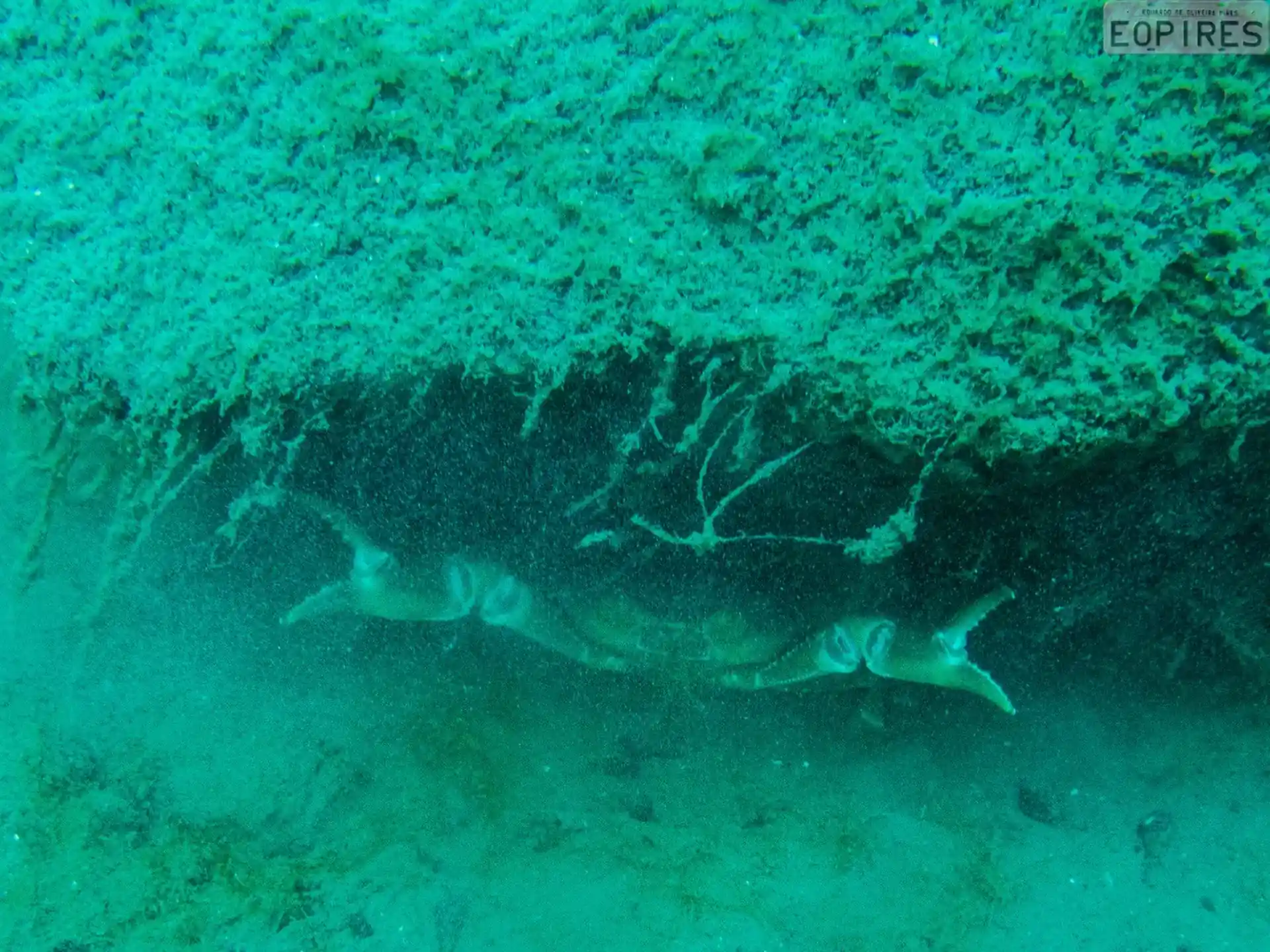 Dive site photo