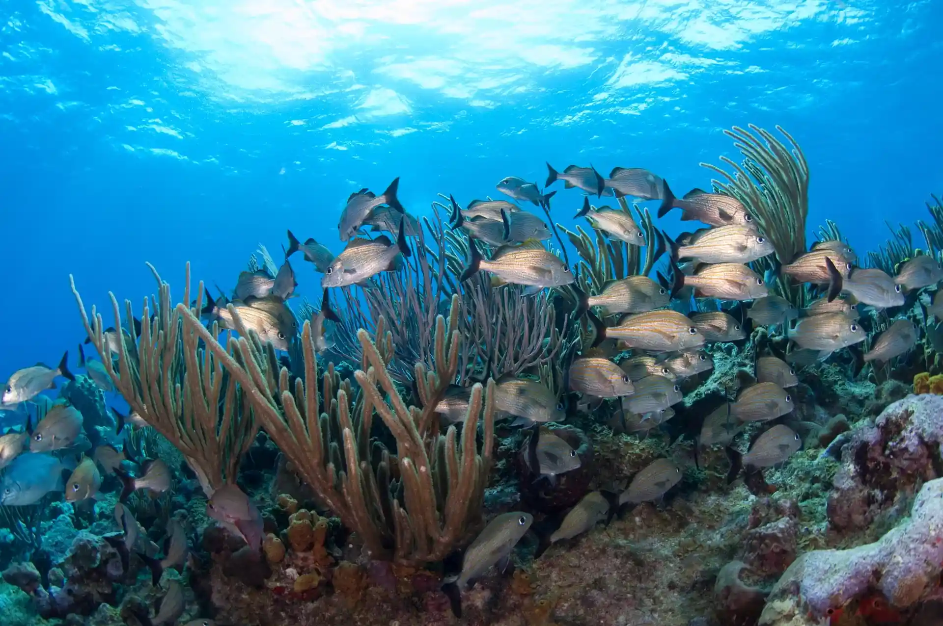 Dive site photo