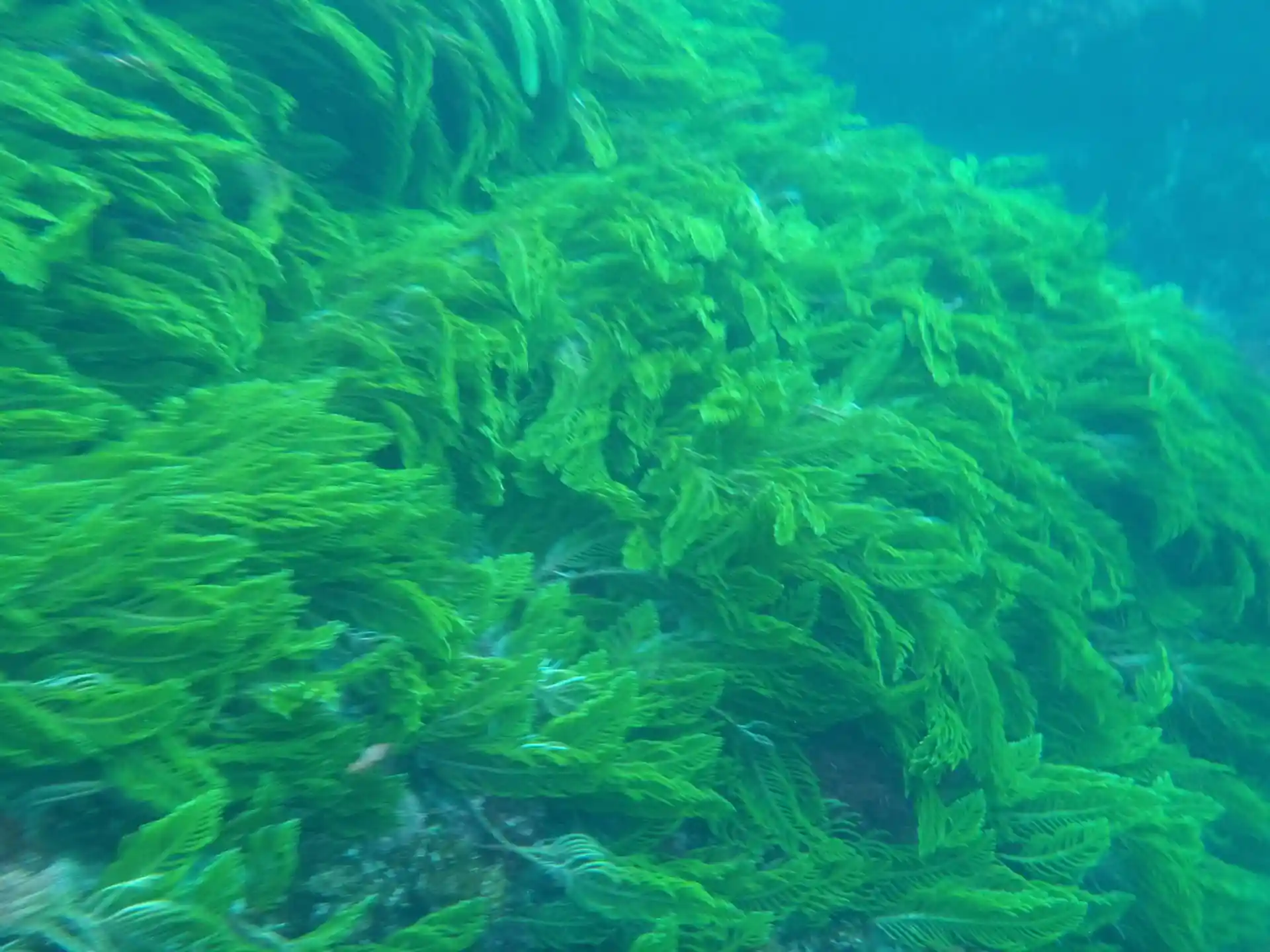 다이빙 포인트 사진