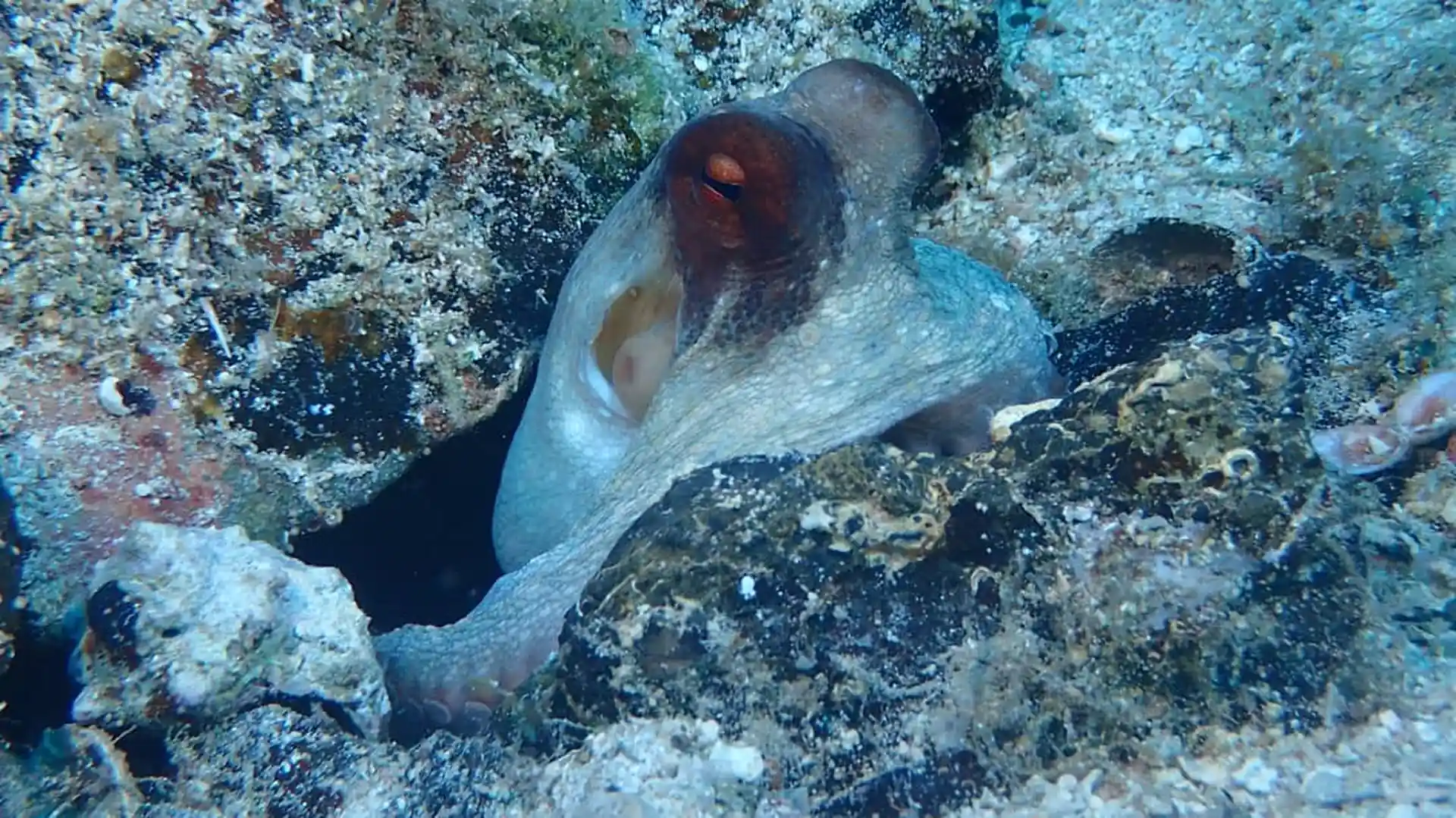 ダイビングサイトの写真