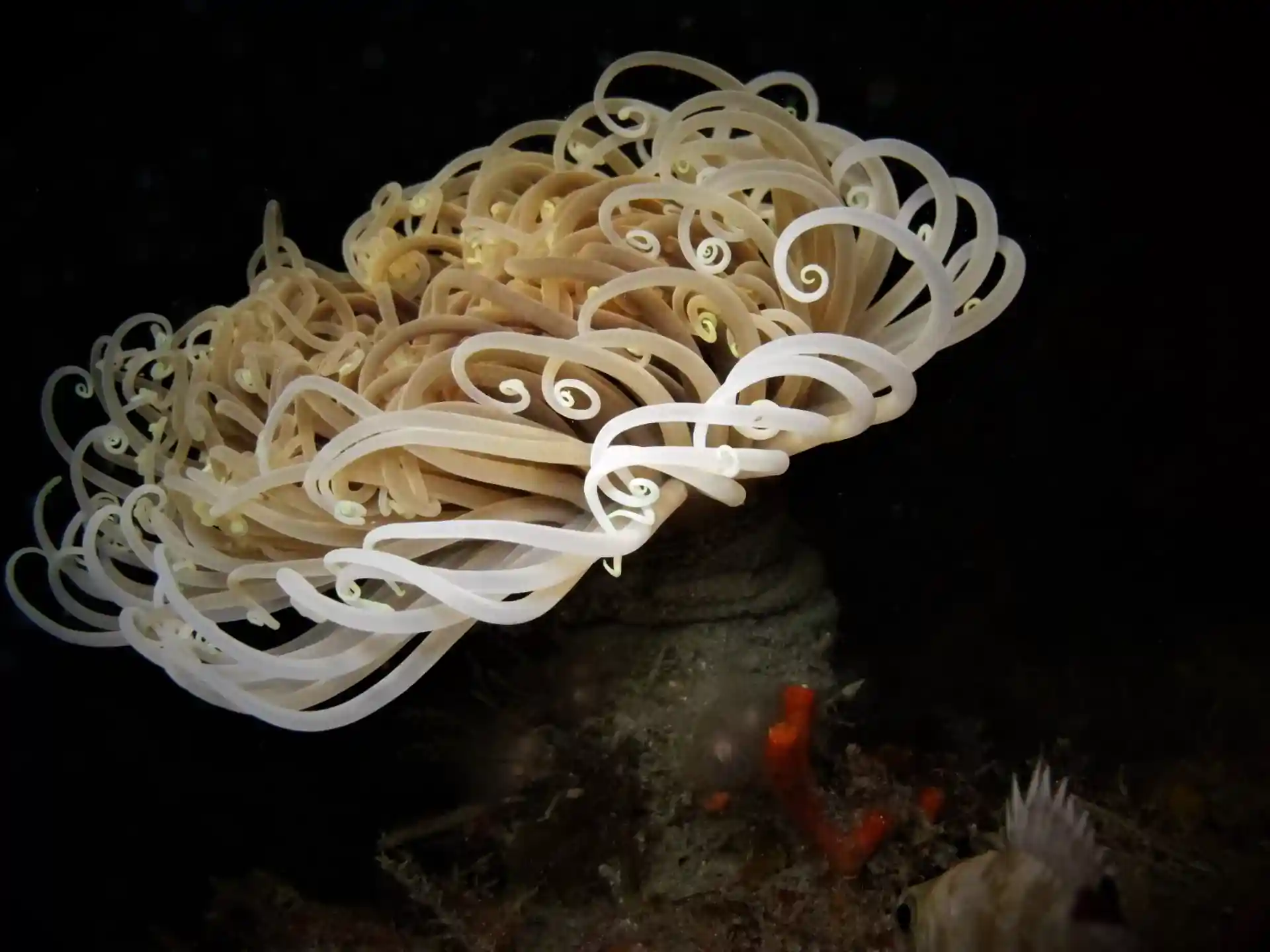 ダイビングサイトの写真