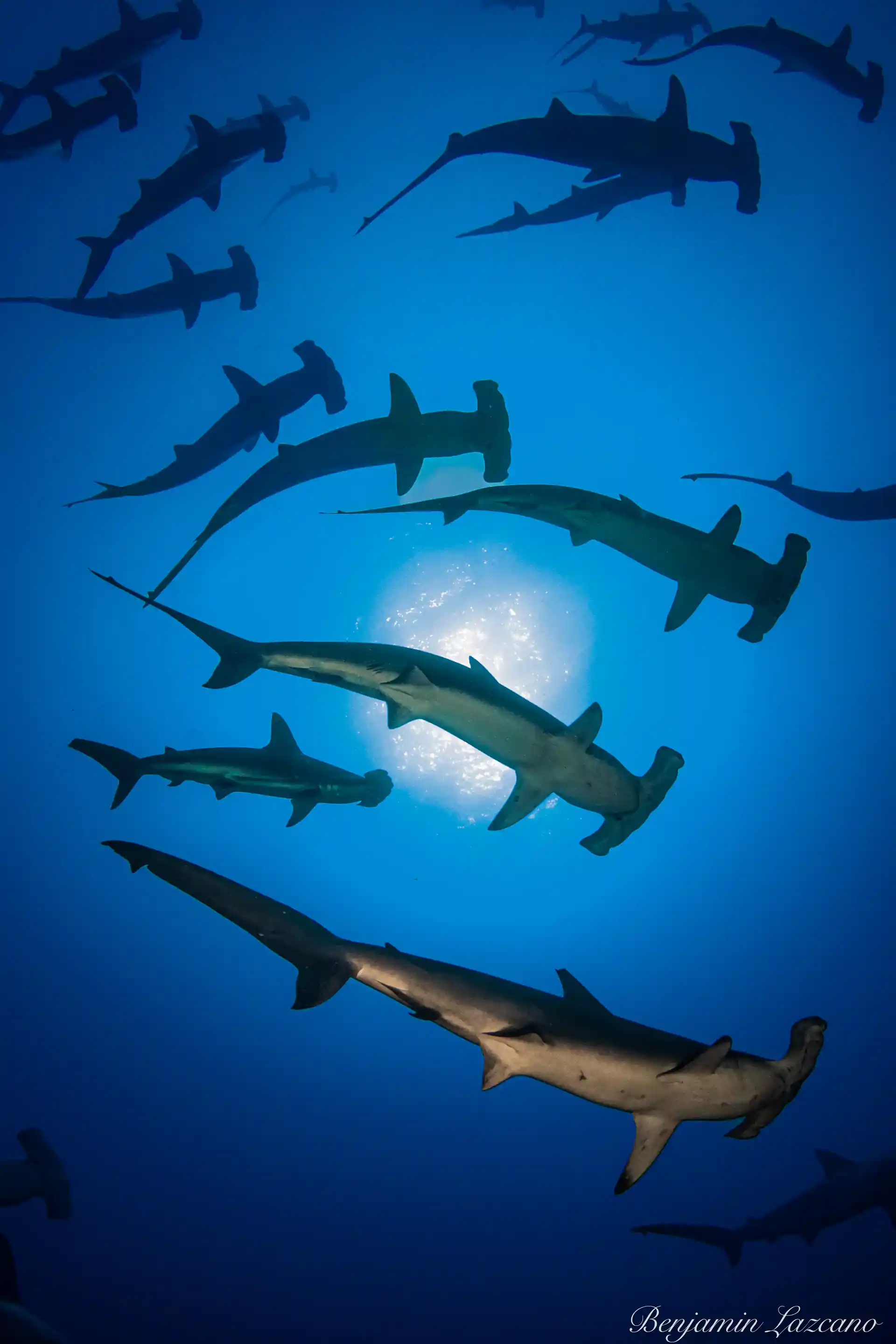 Tiburones en un monte de aguas profundas para buceadores avanzados