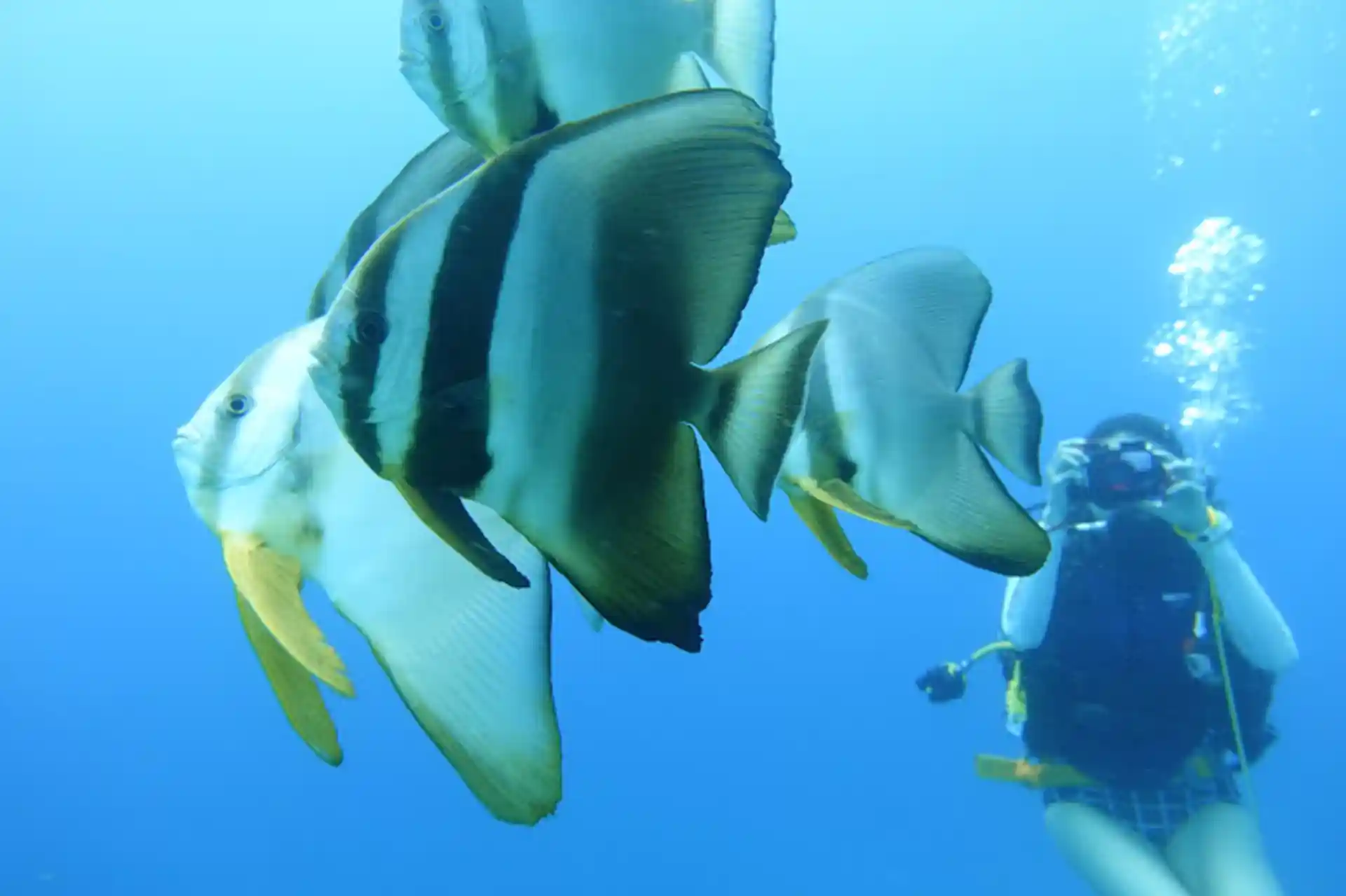 ダイビングサイトの写真