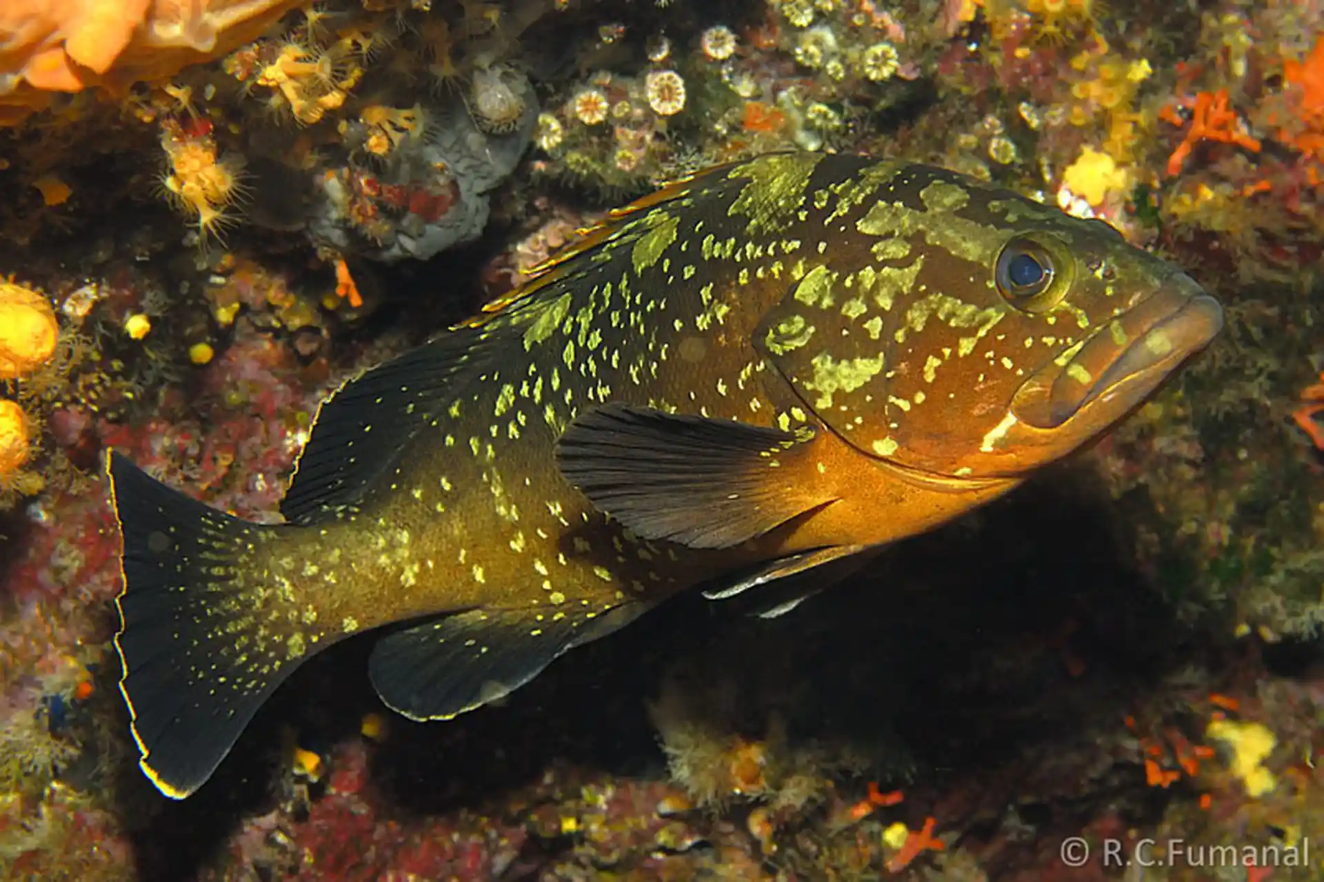 Foto del sitio de buceo