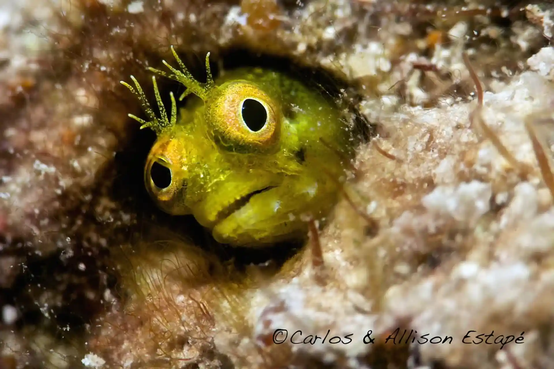Dive shop photo