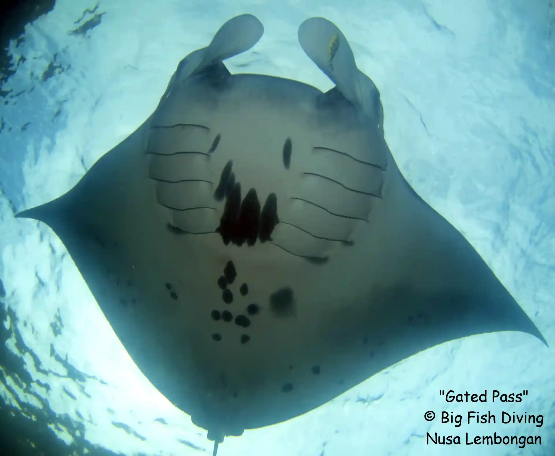 Raie manta de Nusa Penida