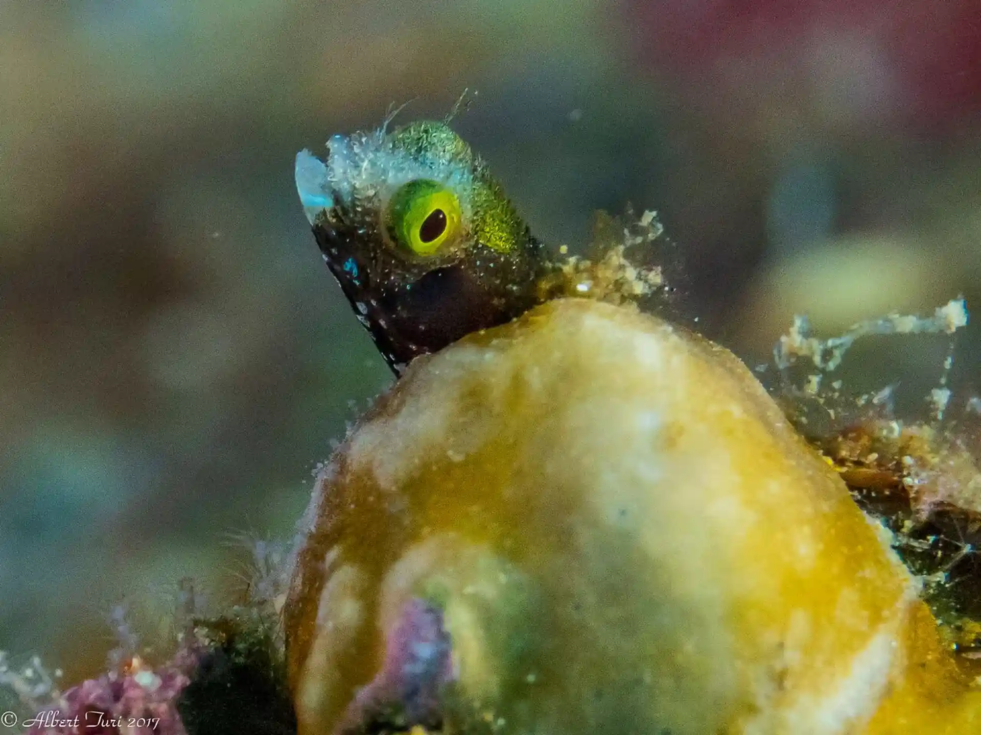 Tiny Blenny
