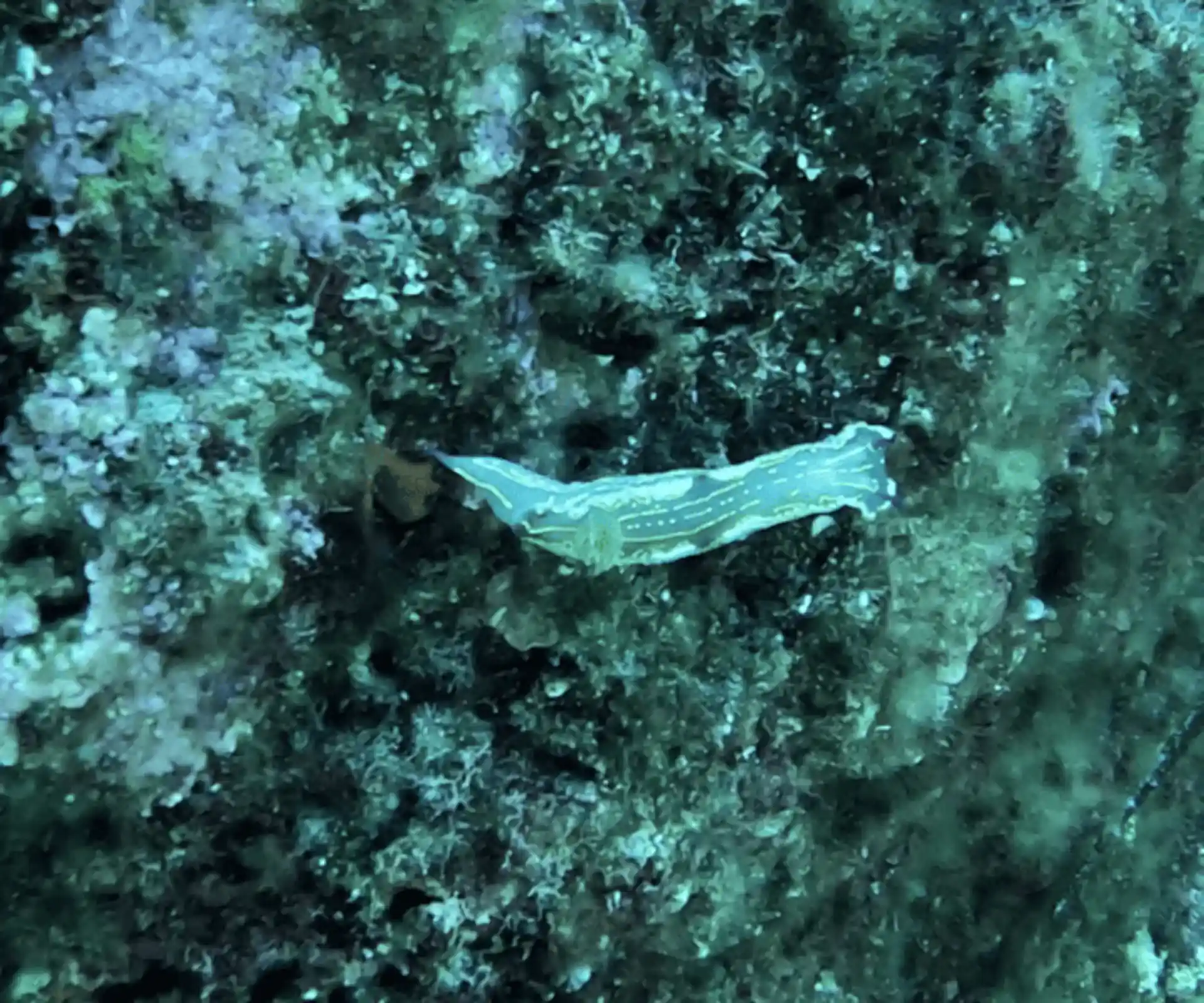 Dive site photo