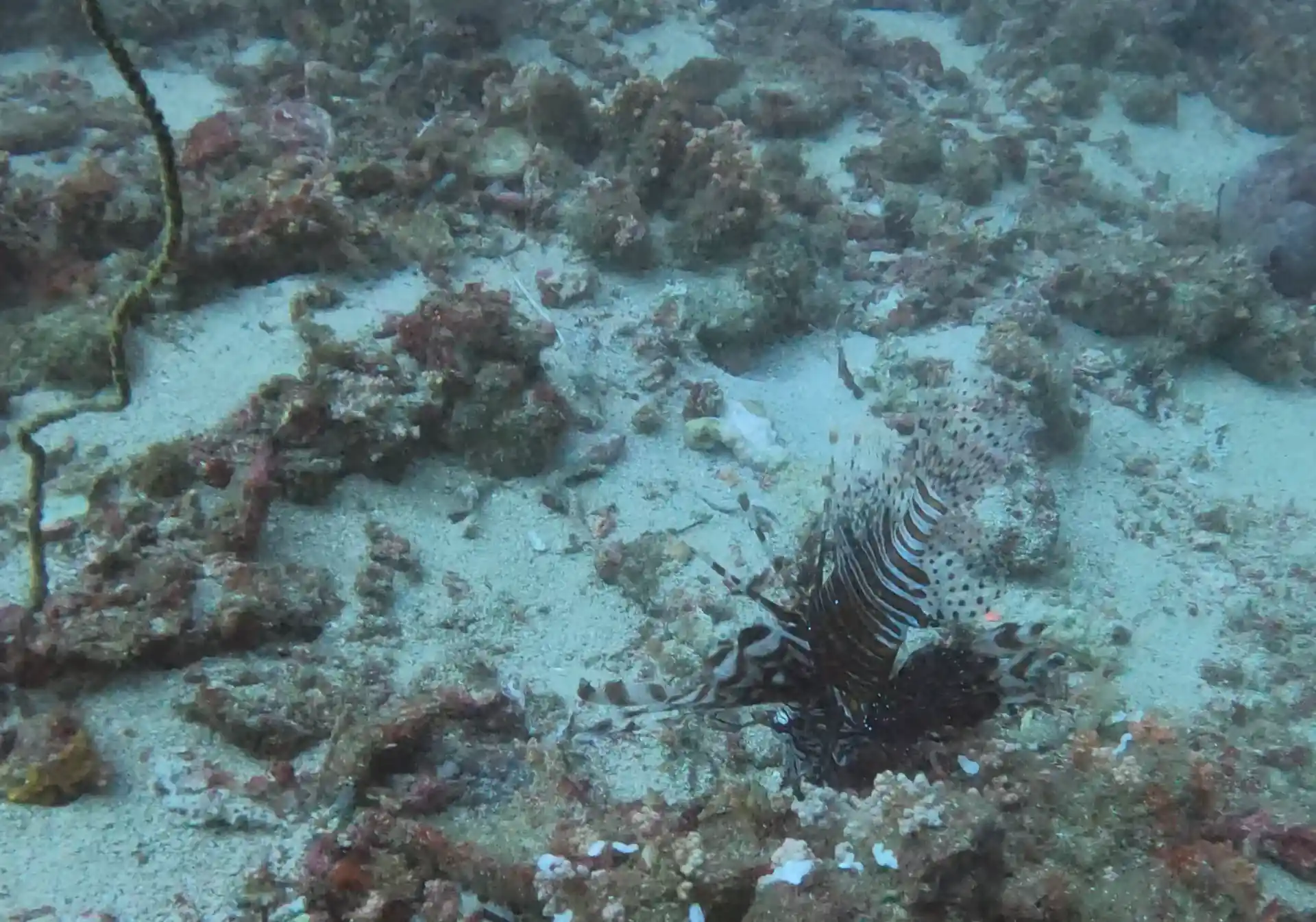 Dive site photo