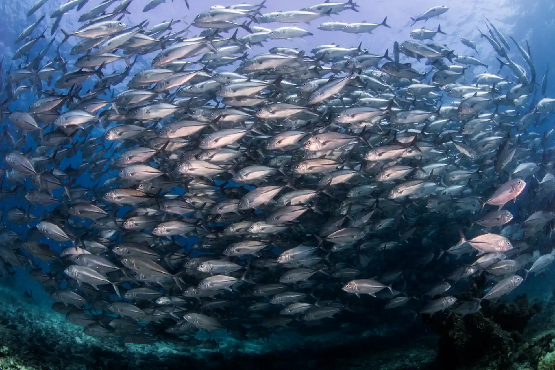 Dive site photo