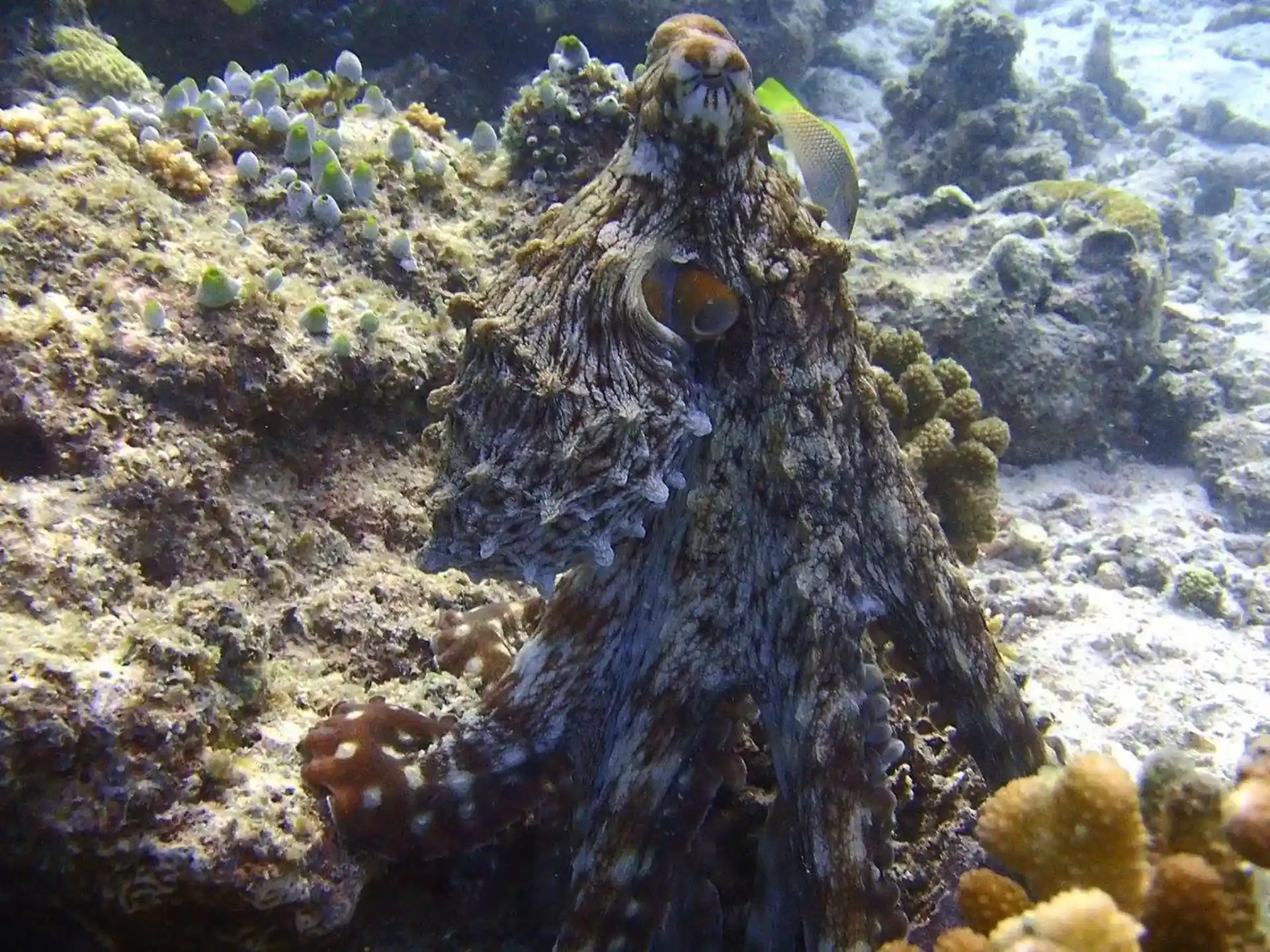 Mysterious underwater world of the Maldives Liveaboard MV Emperor Atoll