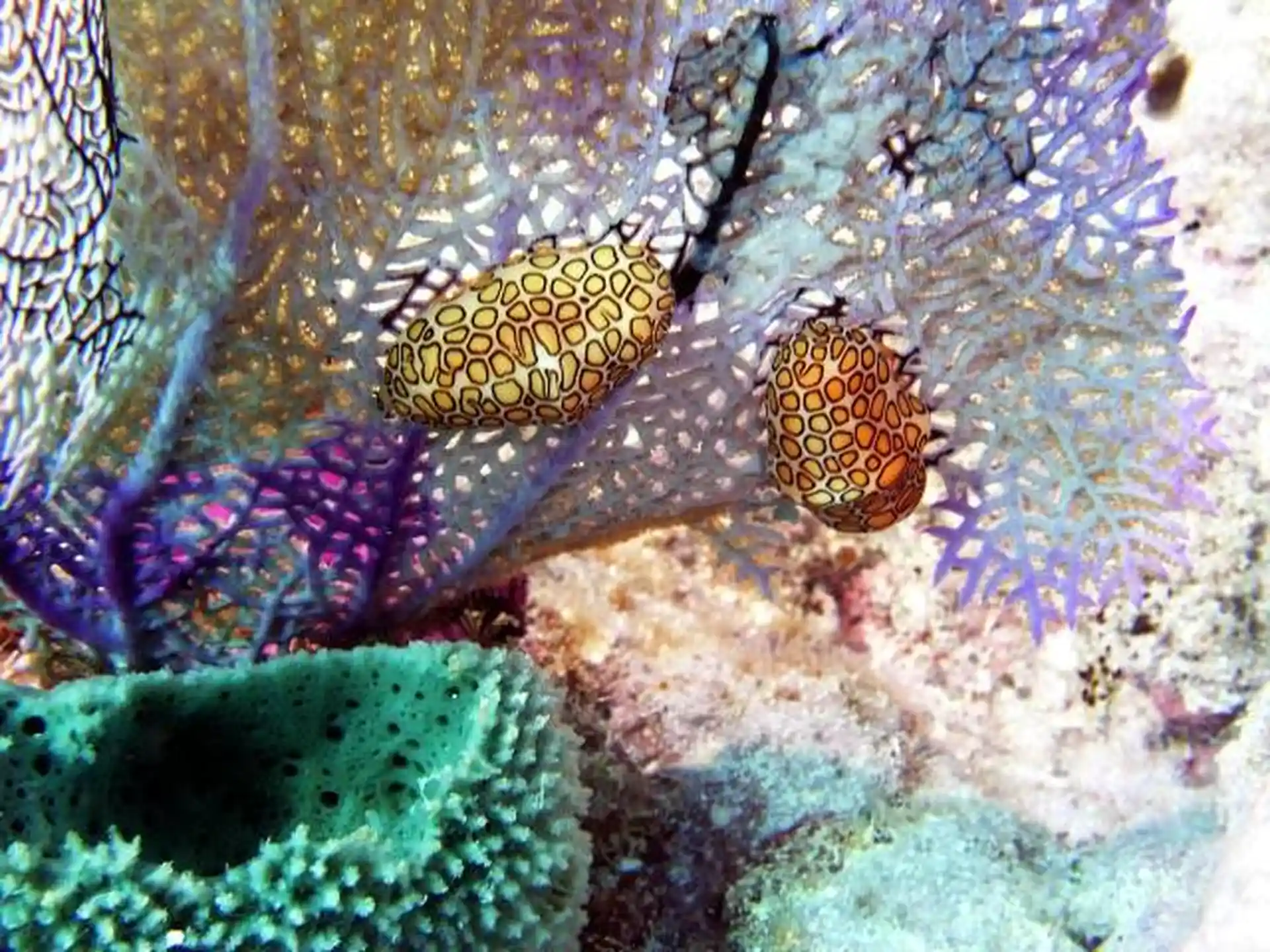 Dive shop photo