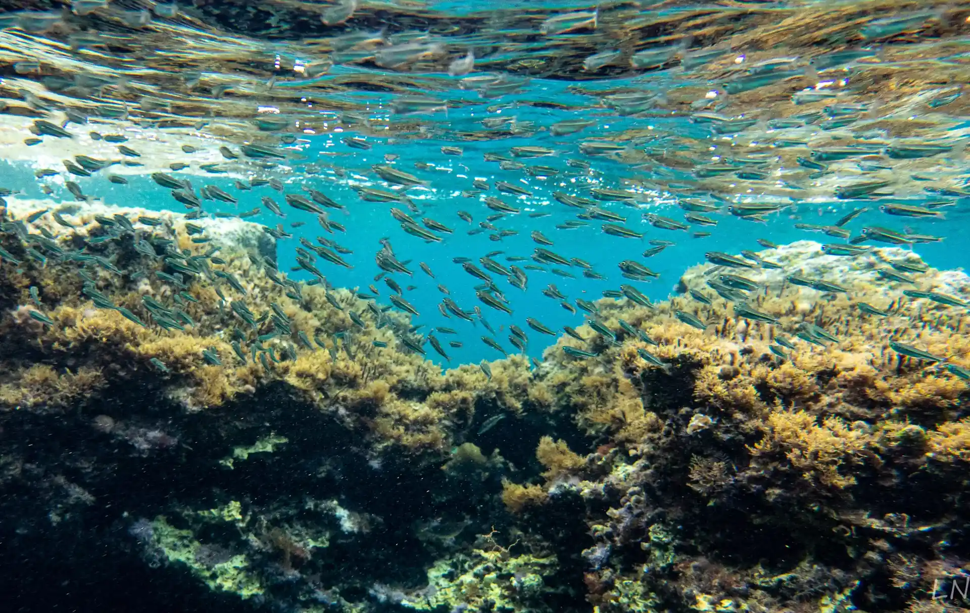 Dive site photo