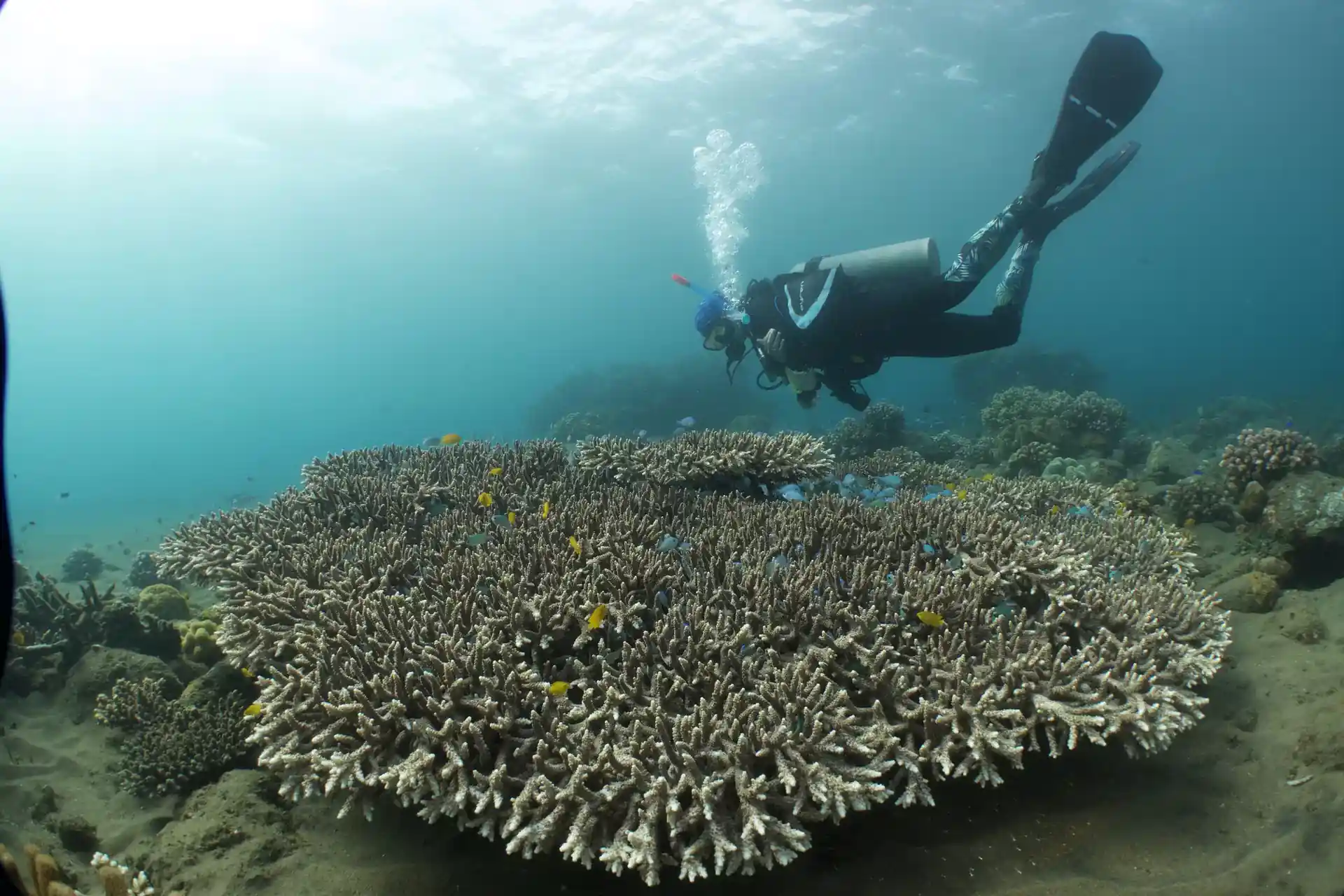 Photo du site de plongée